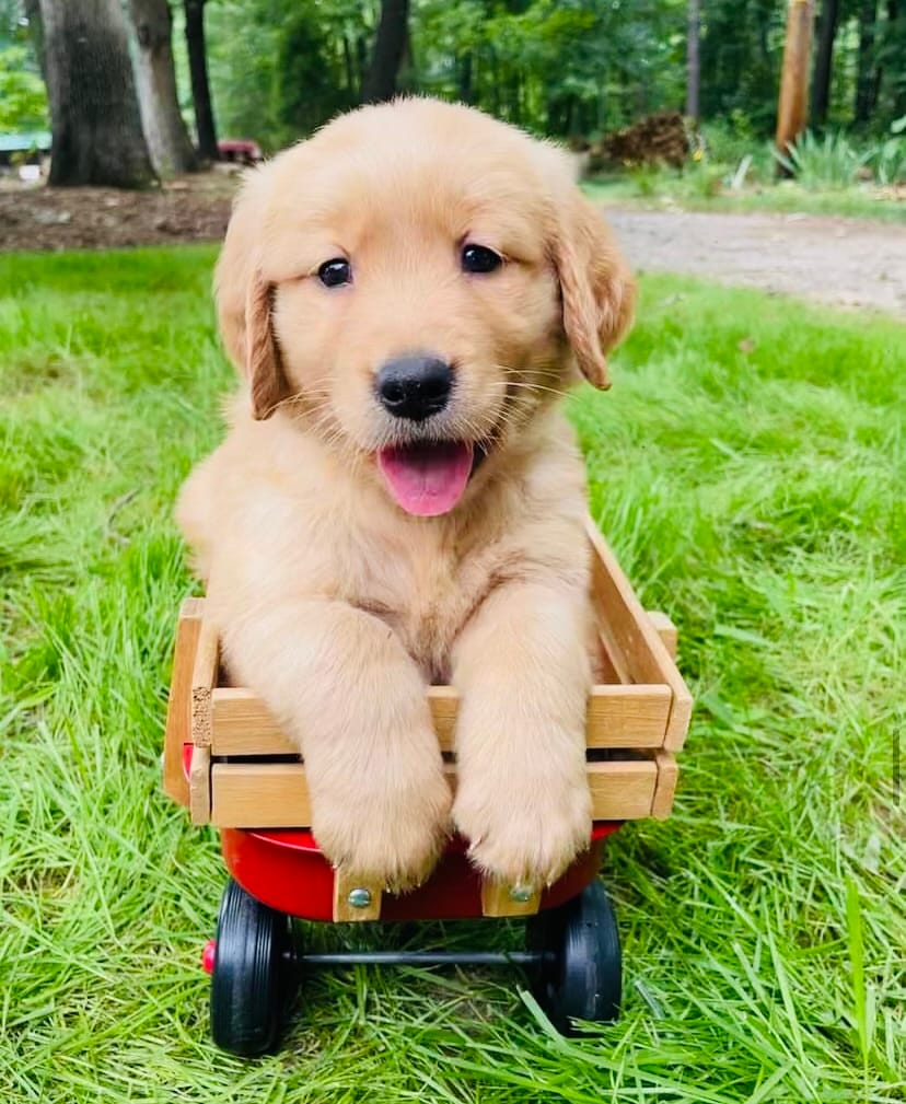 Golden retriever  – Golden Retriever puppy for sale in Fort Myers, FL