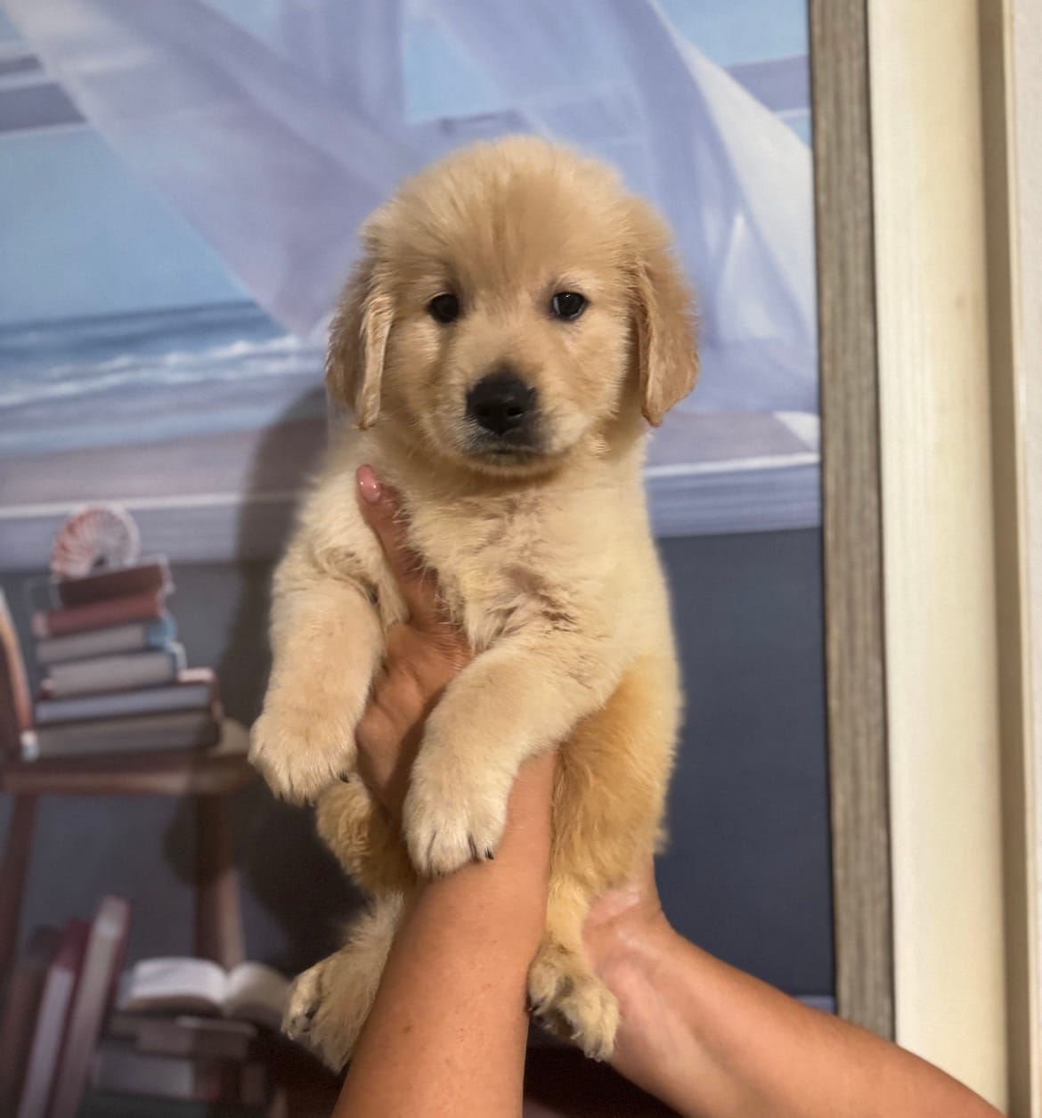 Retriver pup – Golden Retriever puppy for sale in Fort Myers, FL