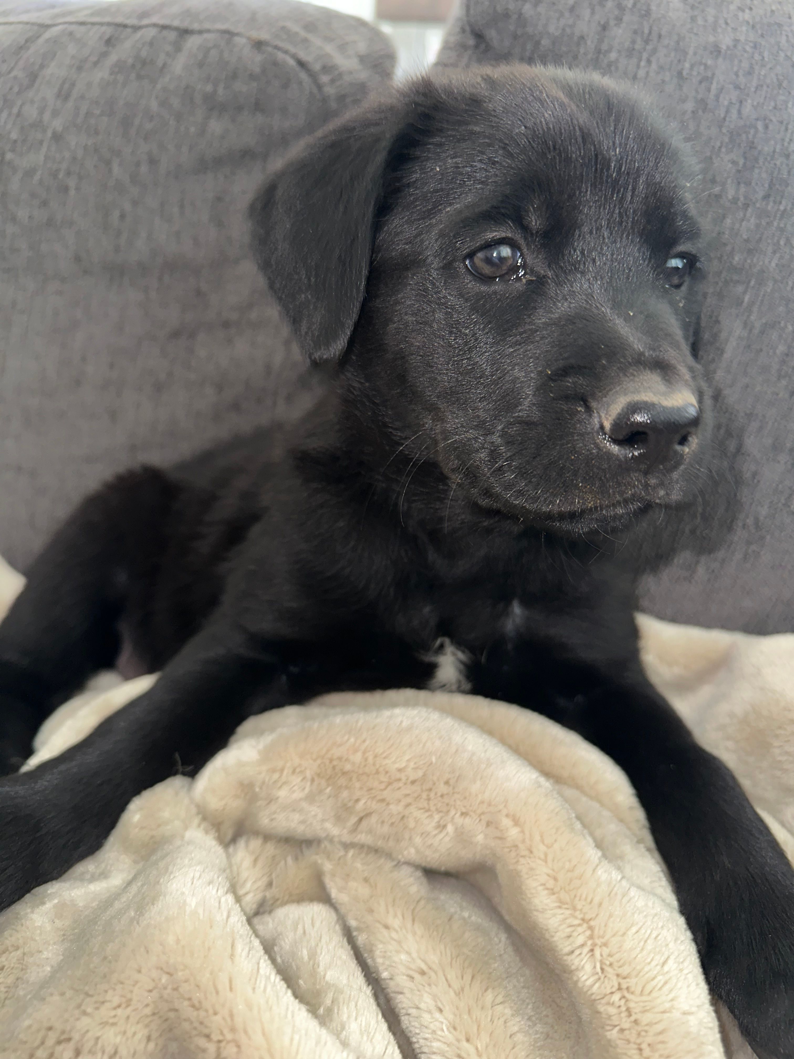 Red  – Golden Retriever, Miniature Australian Shepherd puppy for sale in Pasco, WA