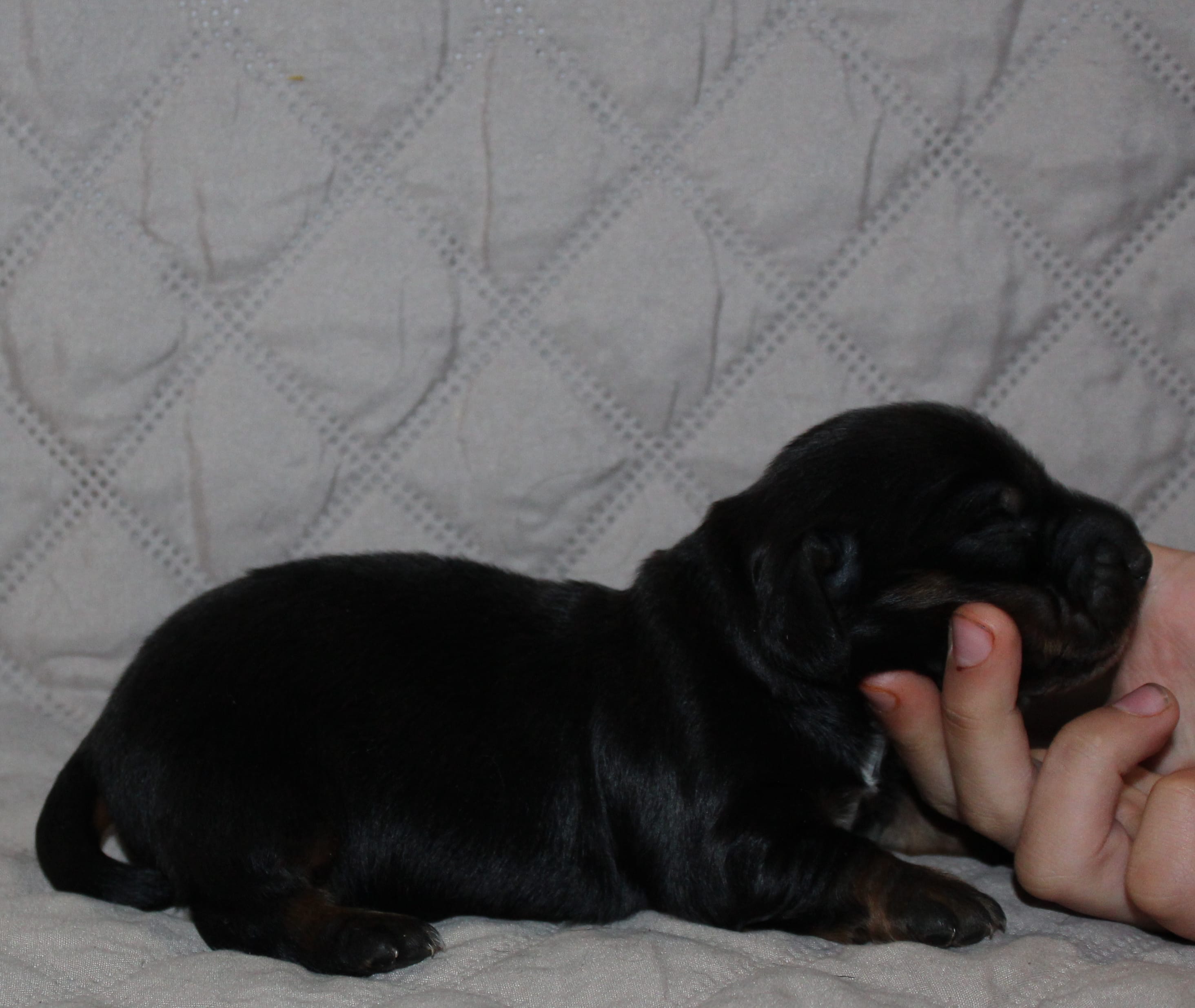 Dogo – Miniature Dachshund puppy for sale in Accident, MD