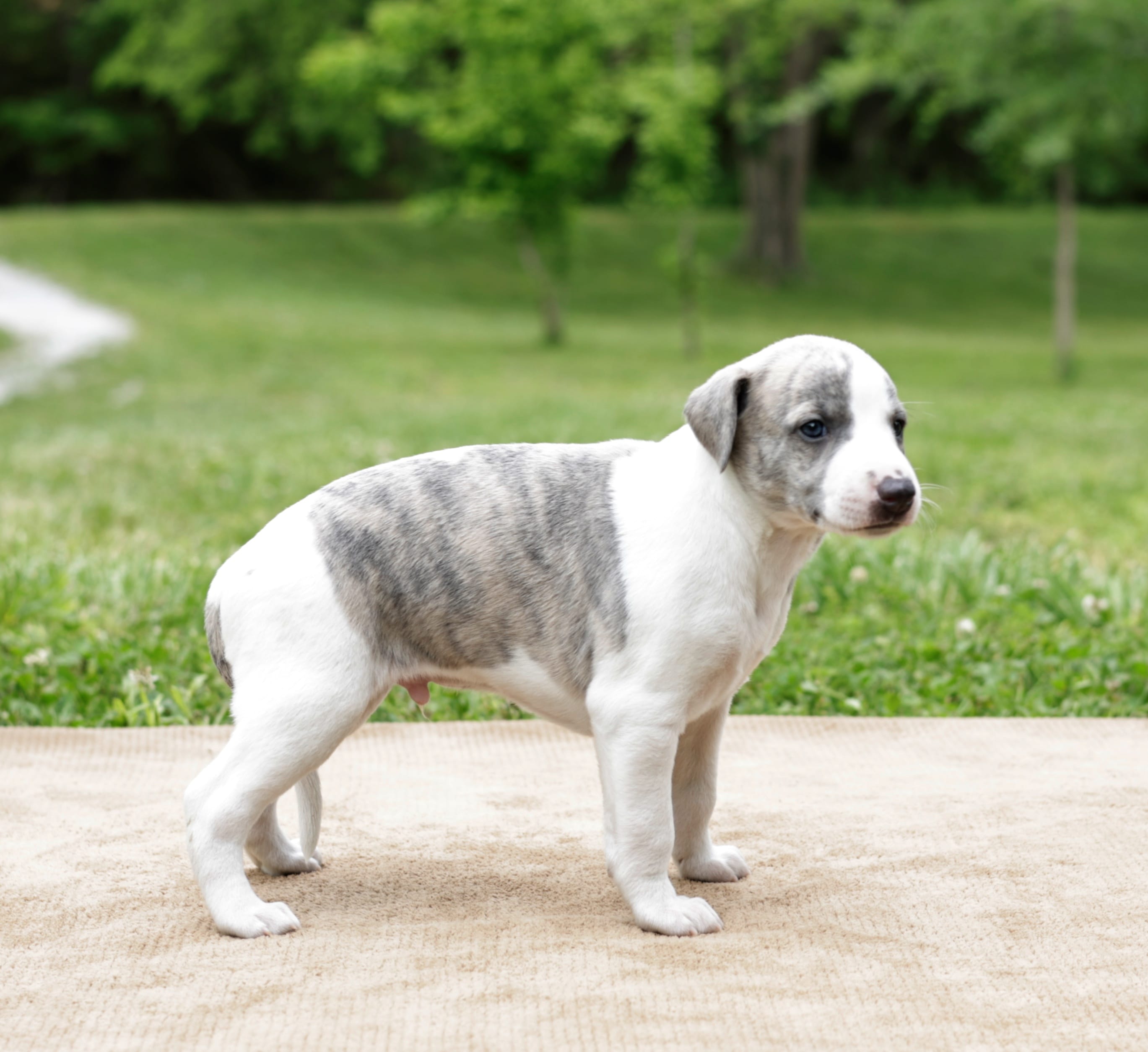 Tucson – Whippet puppy for sale in Gentry, AR