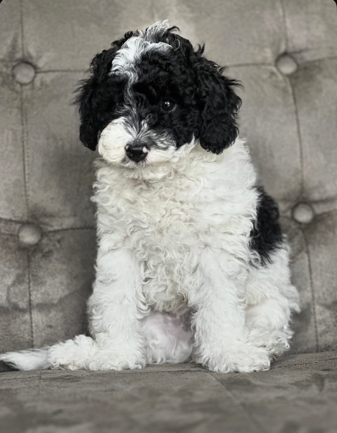 Bingly  – Poodle - Miniature  puppy for sale in Chehalis, WA