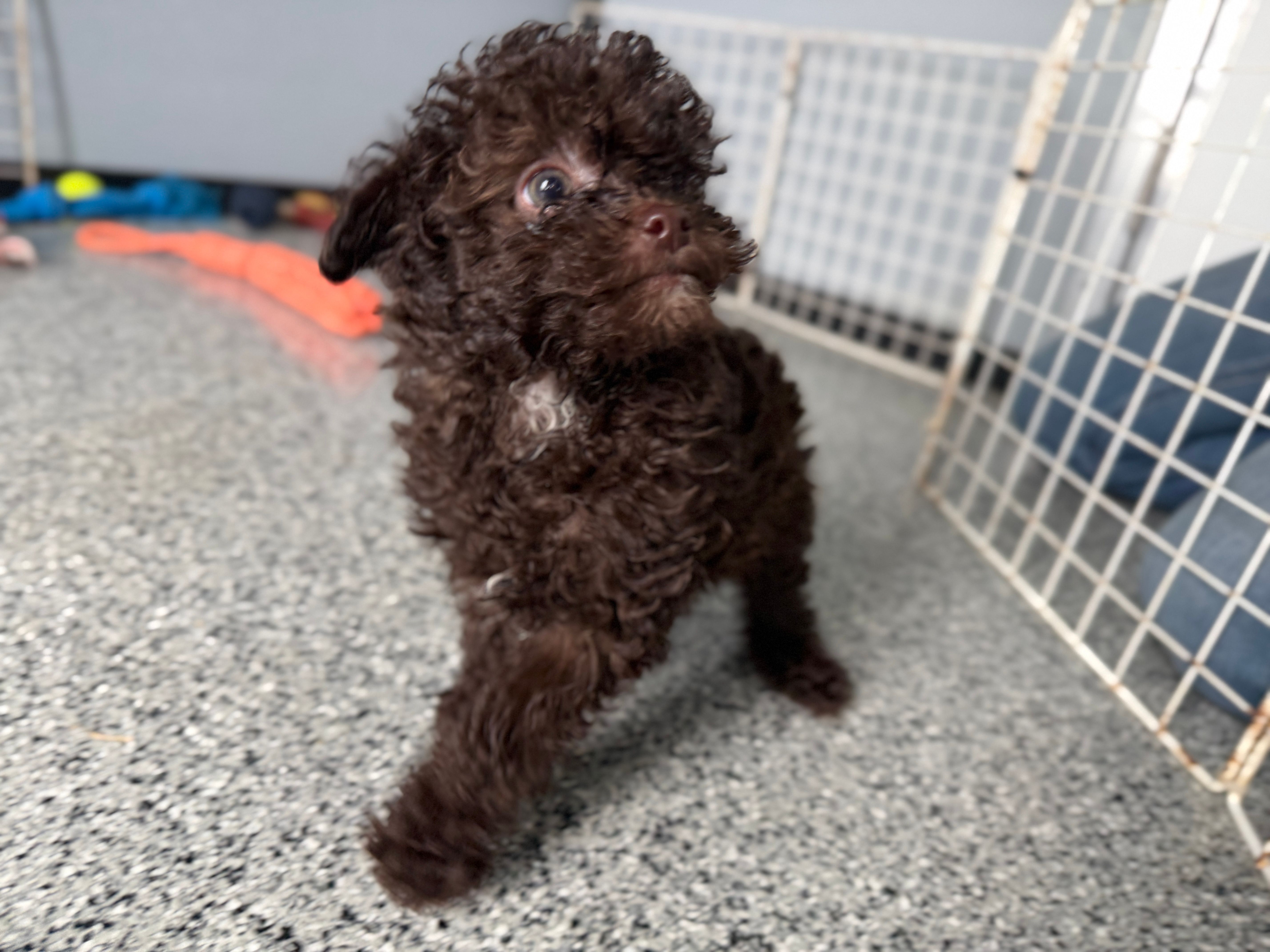Vixie – Poodle - Toy  puppy for sale in Sturgis, MI