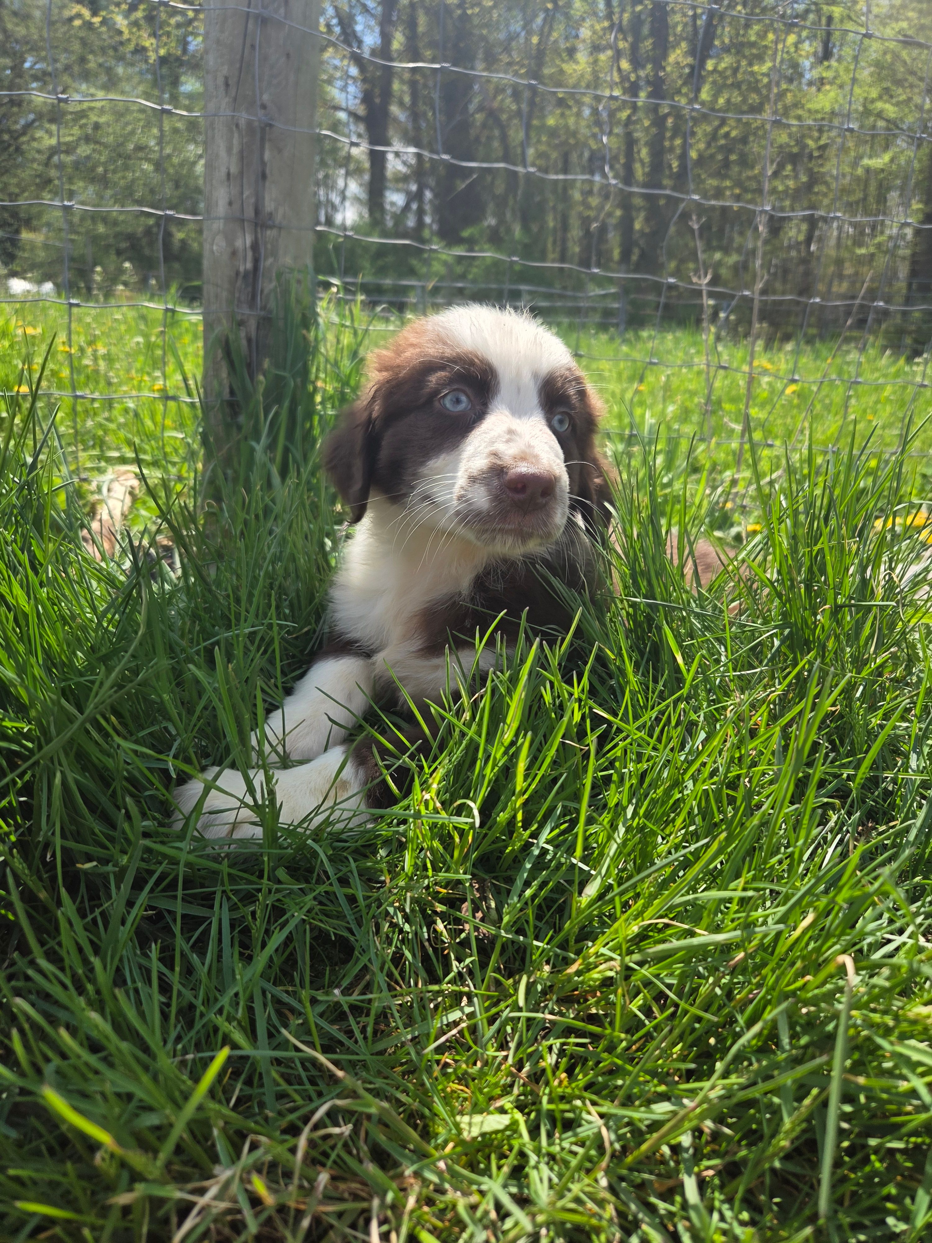 Gadget  – Australian Shepherd puppy for sale in Greentown, PA