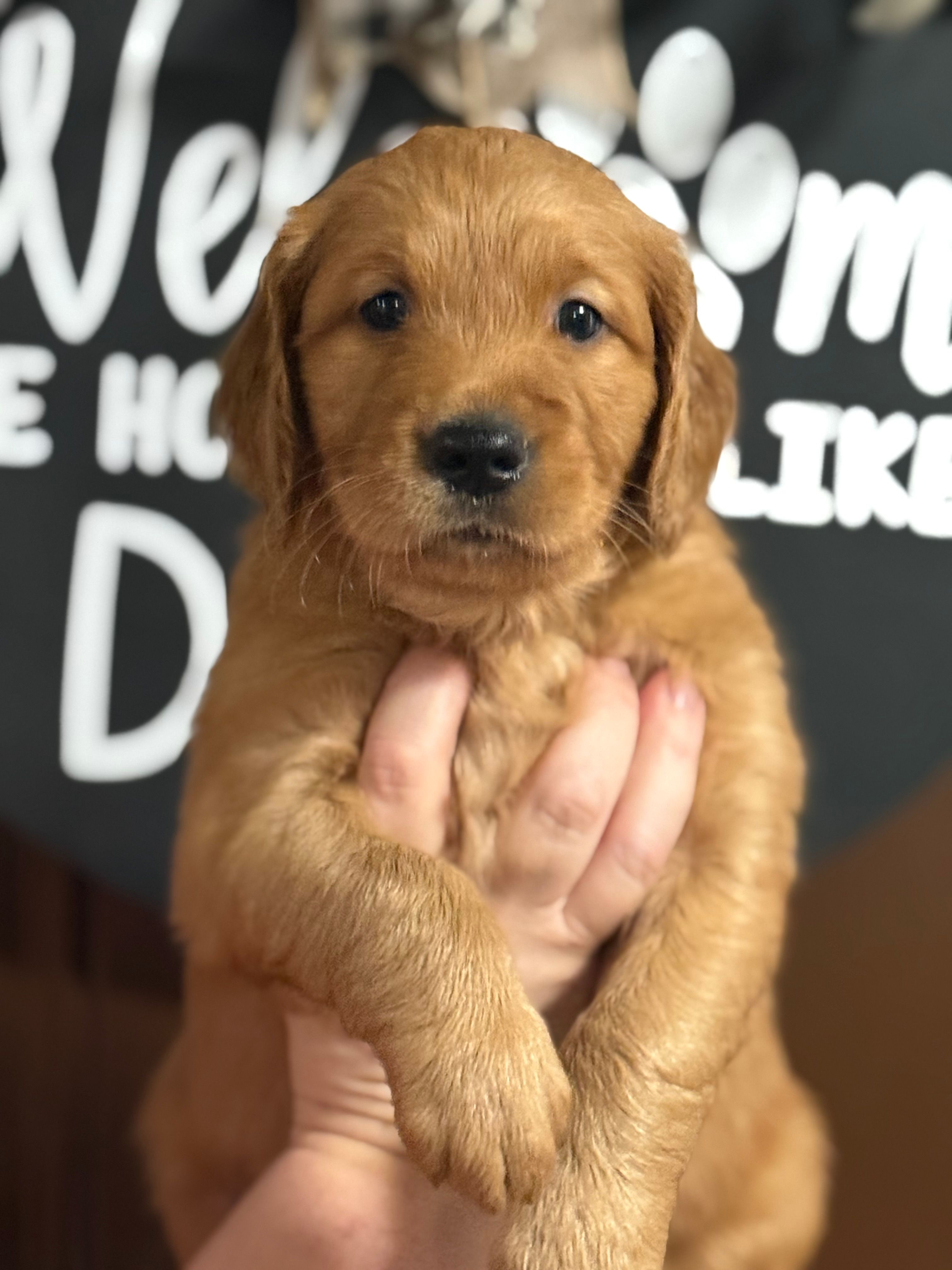 Ginger boy – Golden Retriever puppy for sale in Cecilia, KY