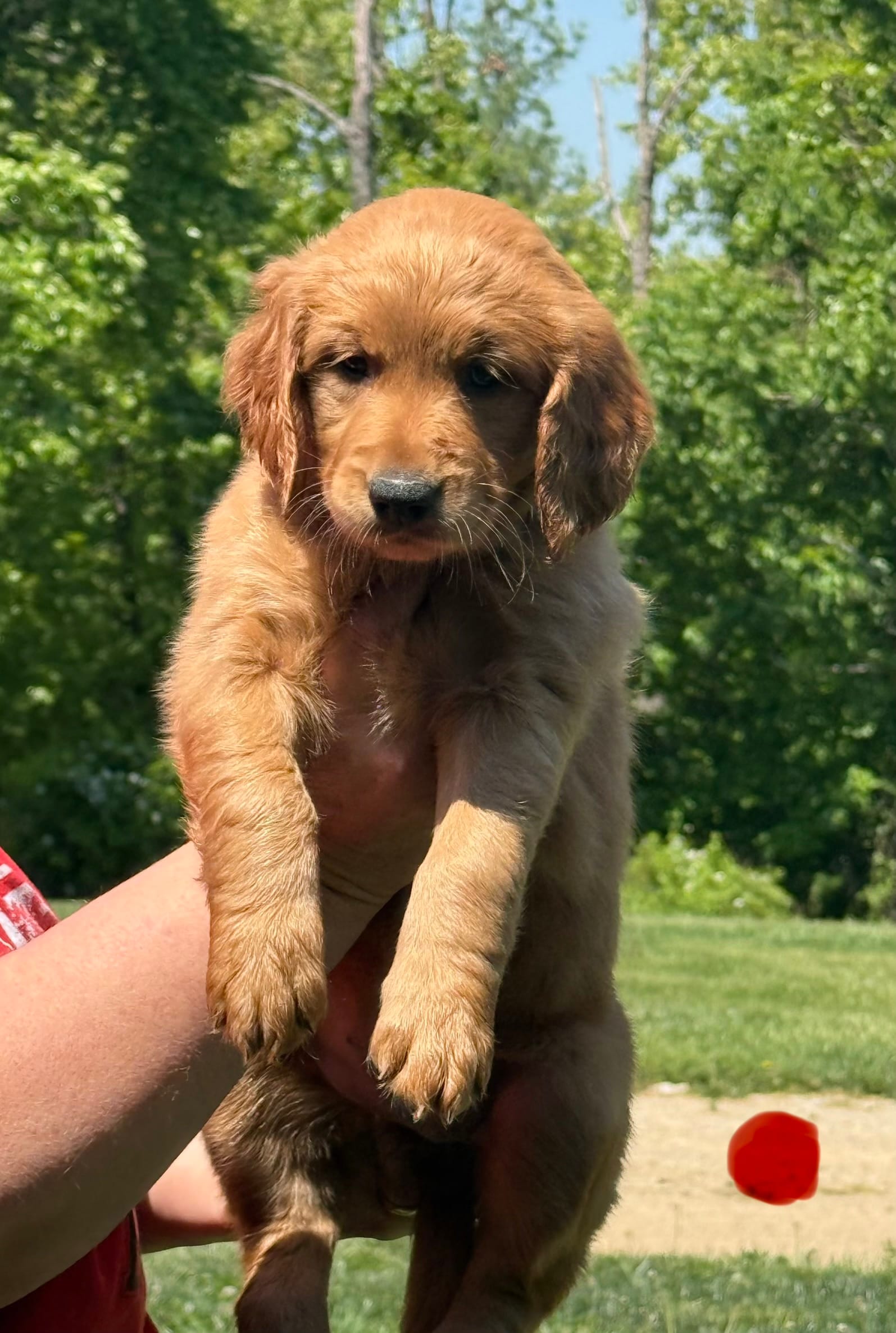 Orange collar – Golden Retriever puppy for sale in Cecilia, KY