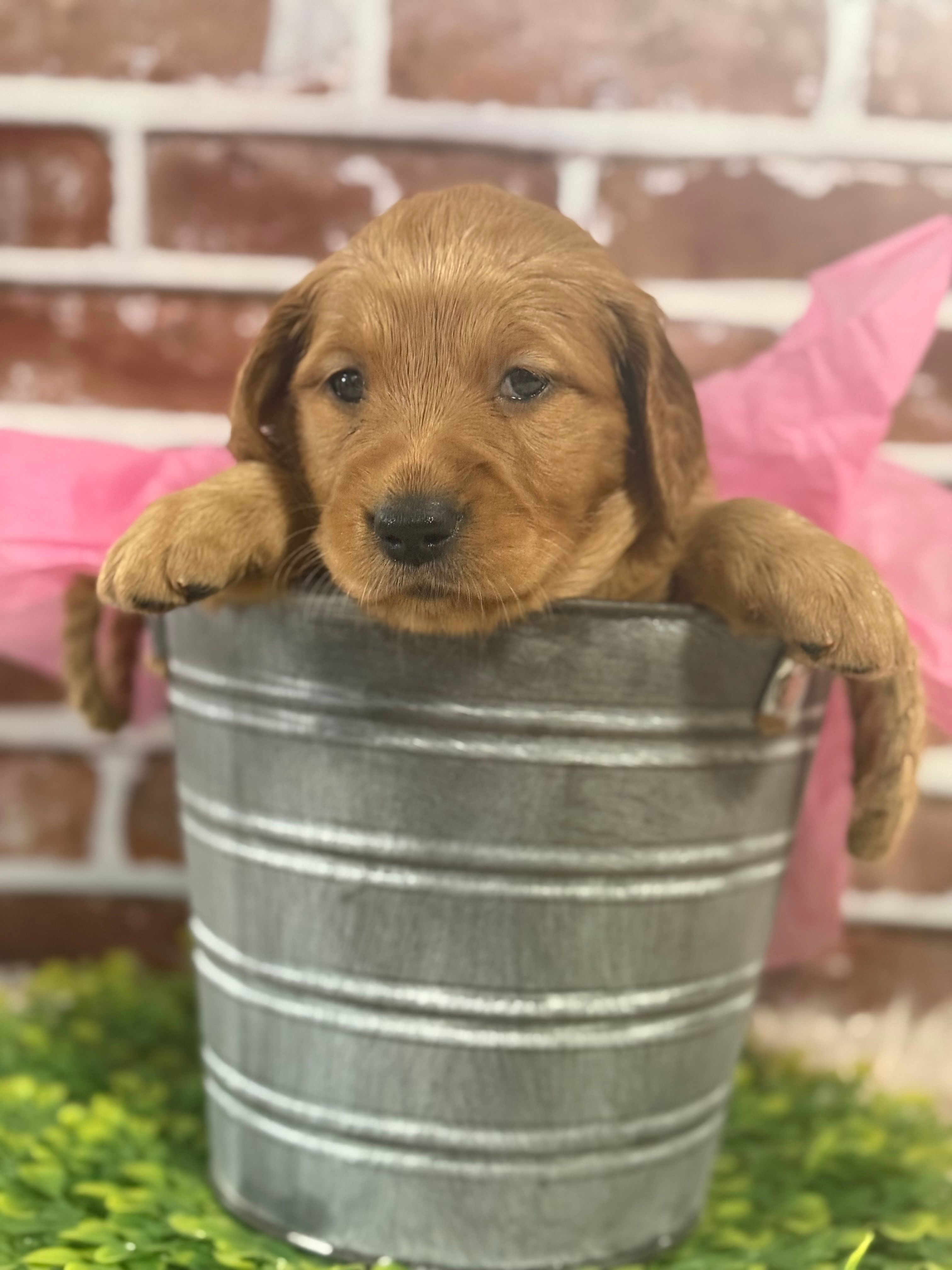 Ginger girl – Golden Retriever puppy for sale in Cecilia, KY