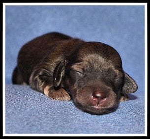 Delilah's Shaded Cream Female – Miniature Dachshund puppy for sale in Mountain View, AR