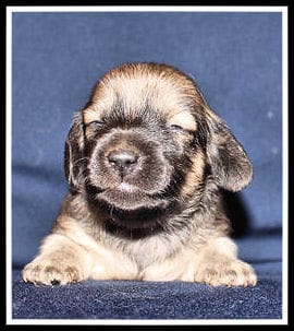 Destiny Girl – Miniature Dachshund puppy for sale in Mountain View, AR