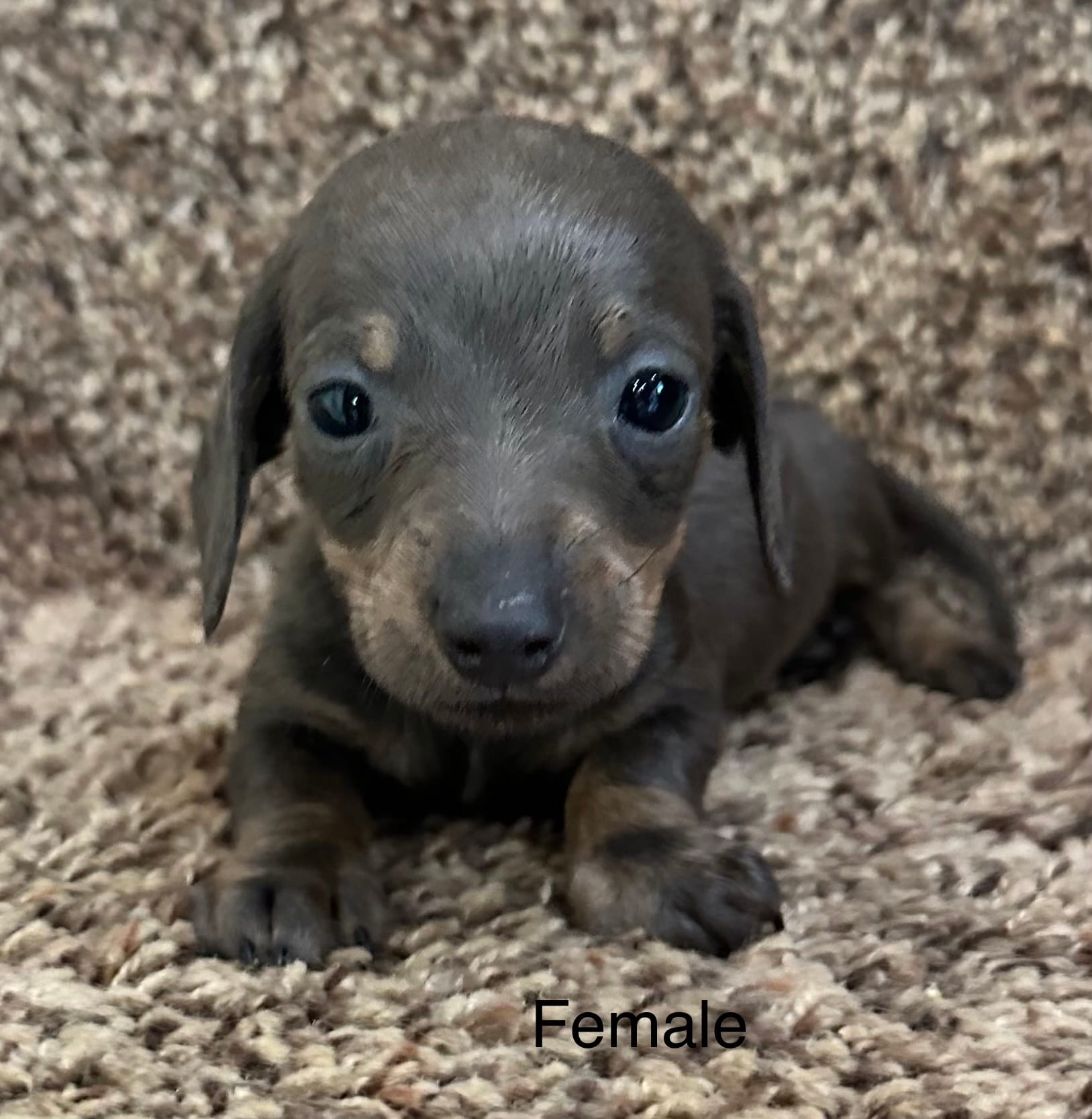 Blue – Miniature Dachshund puppy for sale in Copperhill, TN