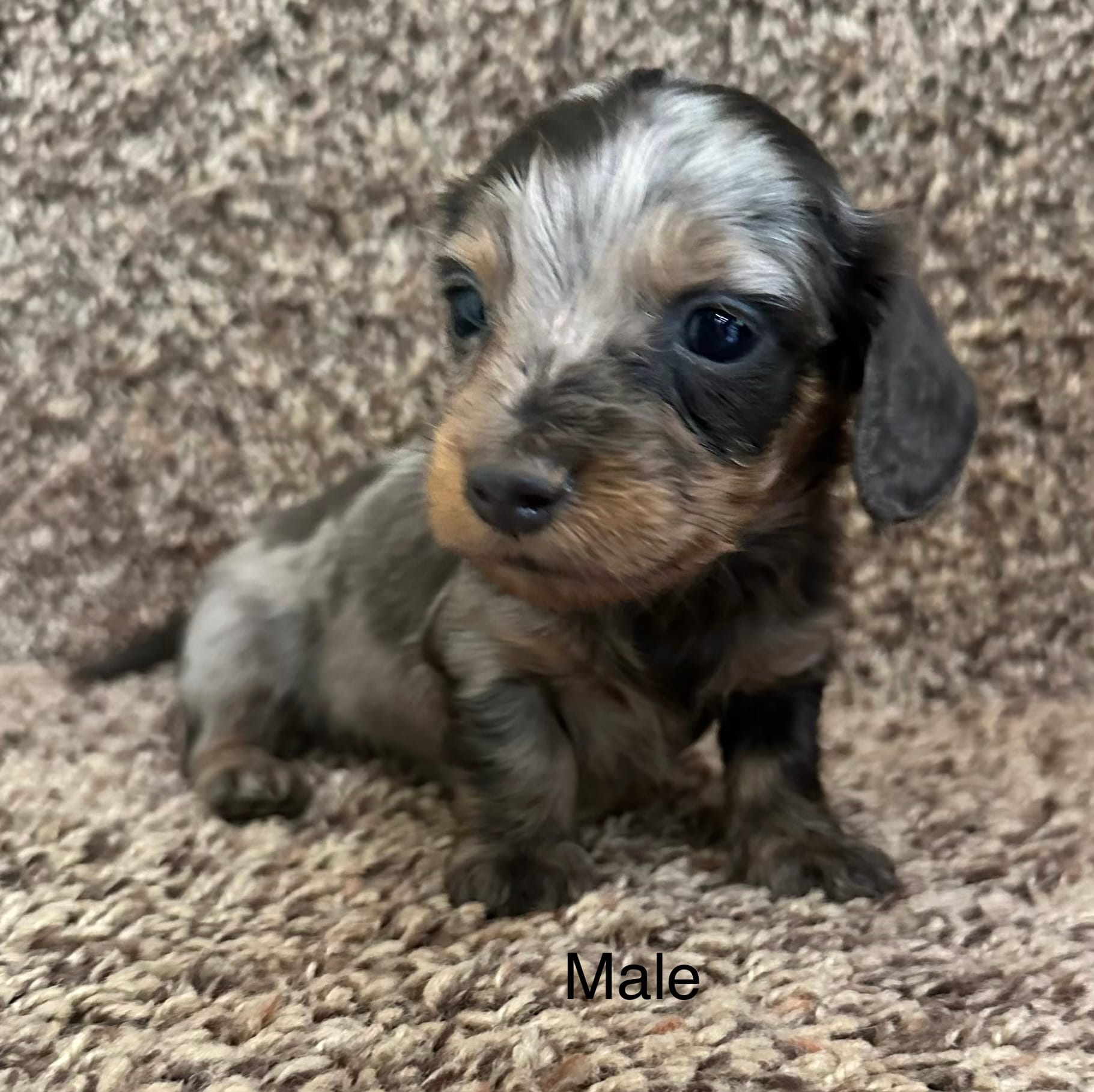 Handsome  – Miniature Dachshund puppy for sale in Copperhill, TN