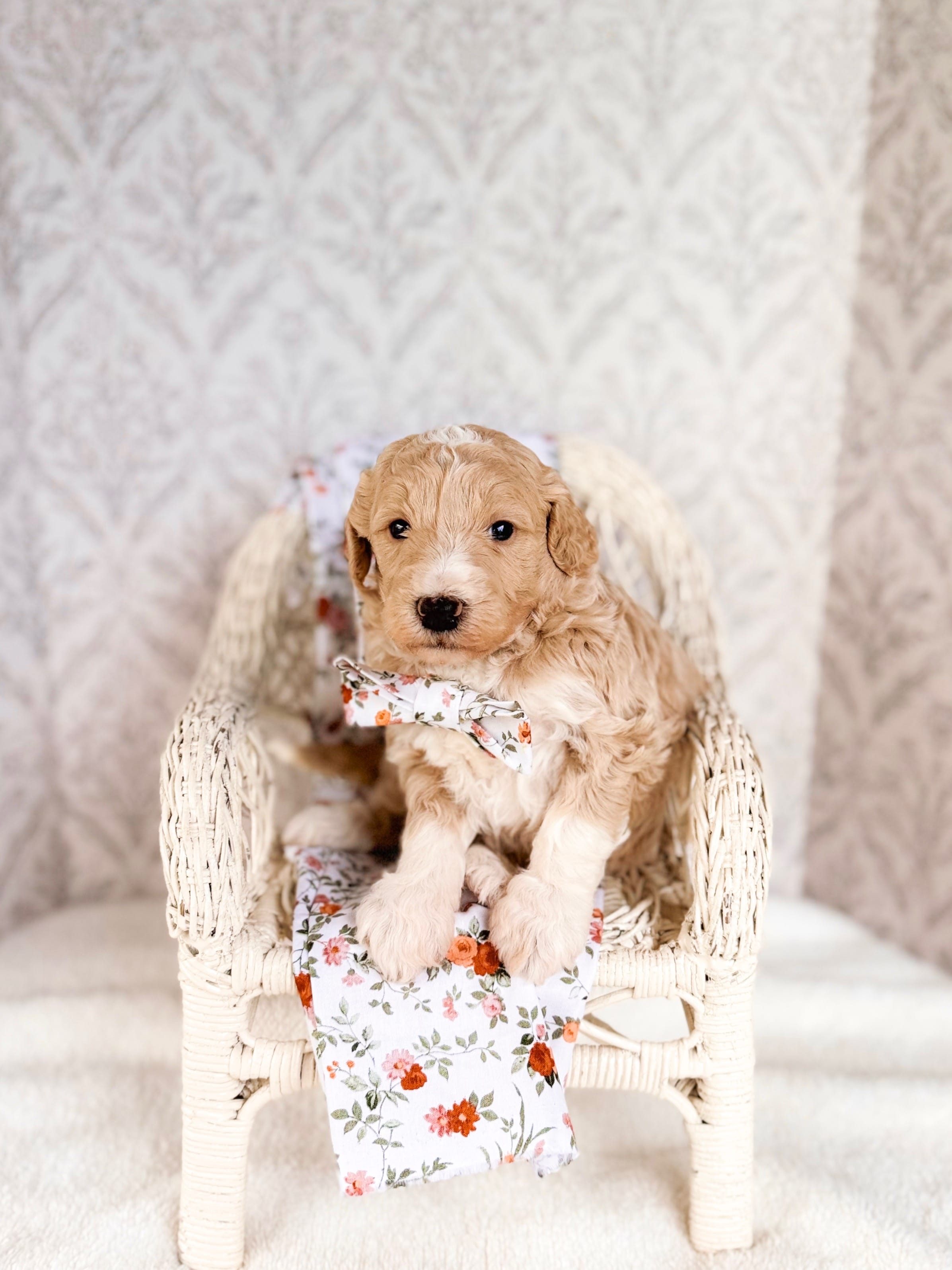 Floyd – Labradoodle puppy for sale in Montezuma, GA