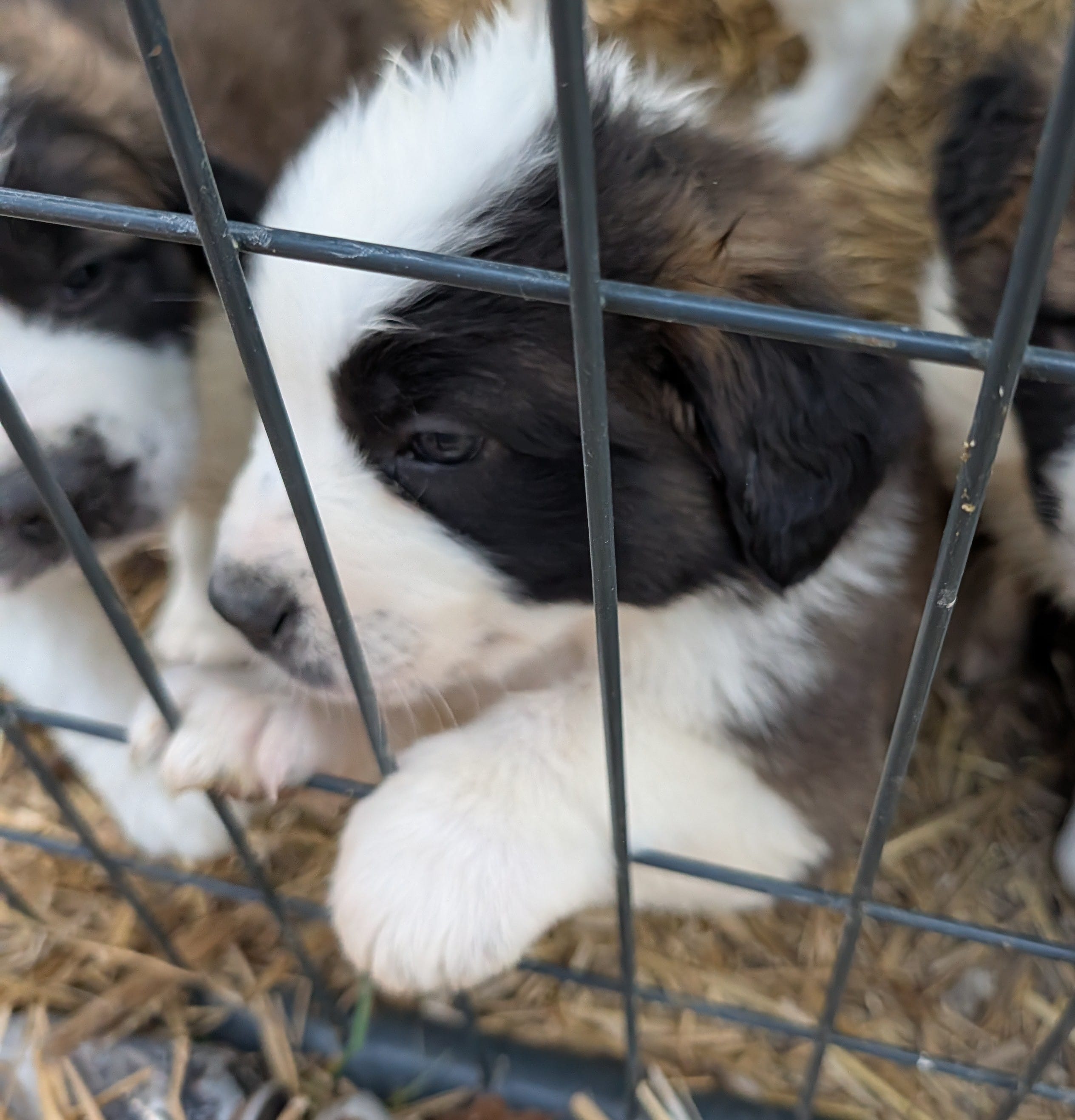 Female 2 Saint Bernard  – Saint Bernard puppy for sale in Jeffersonville, KY