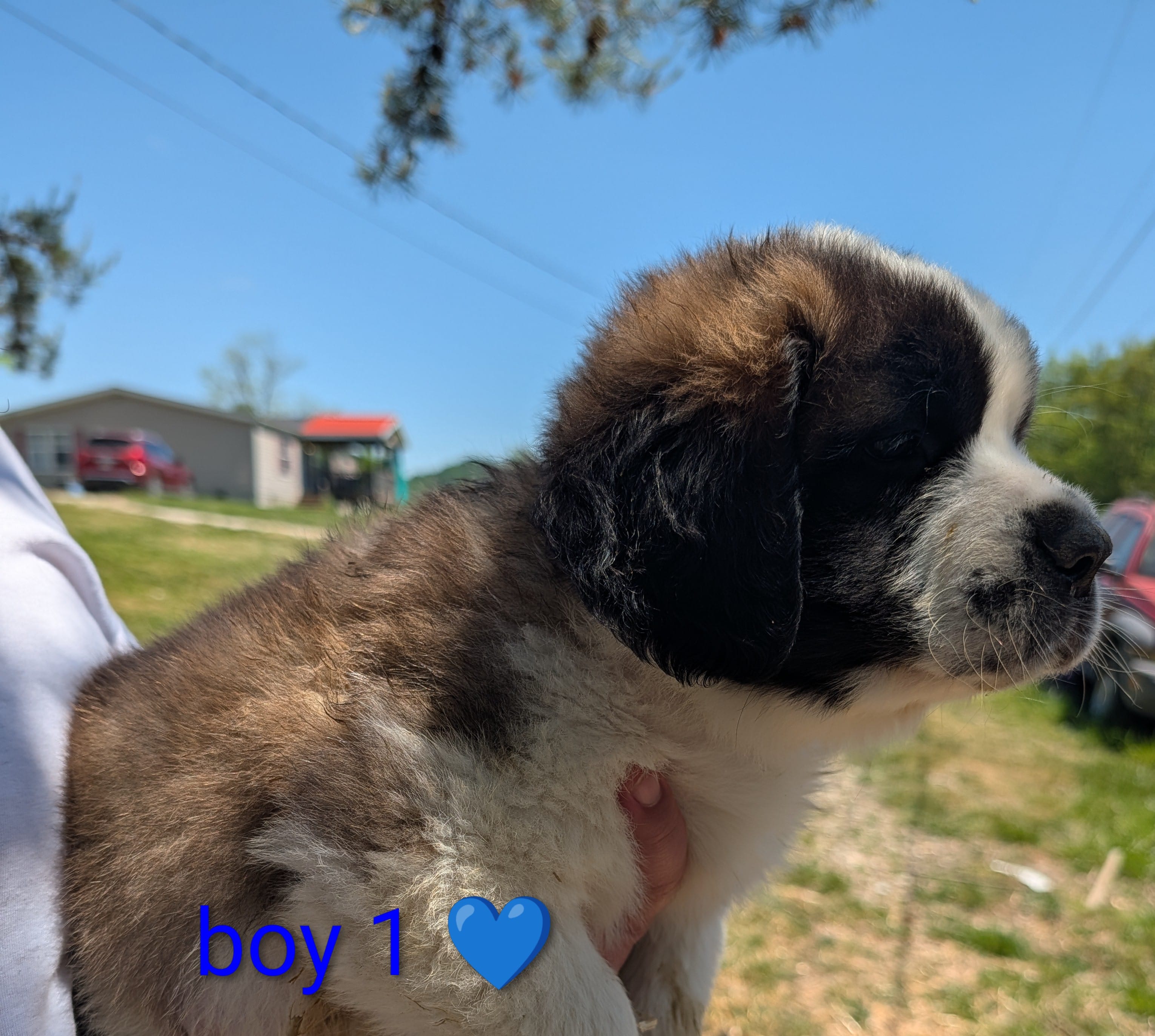 Male Saint Bernard 2 – Saint Bernard puppy for sale in Jeffersonville, KY