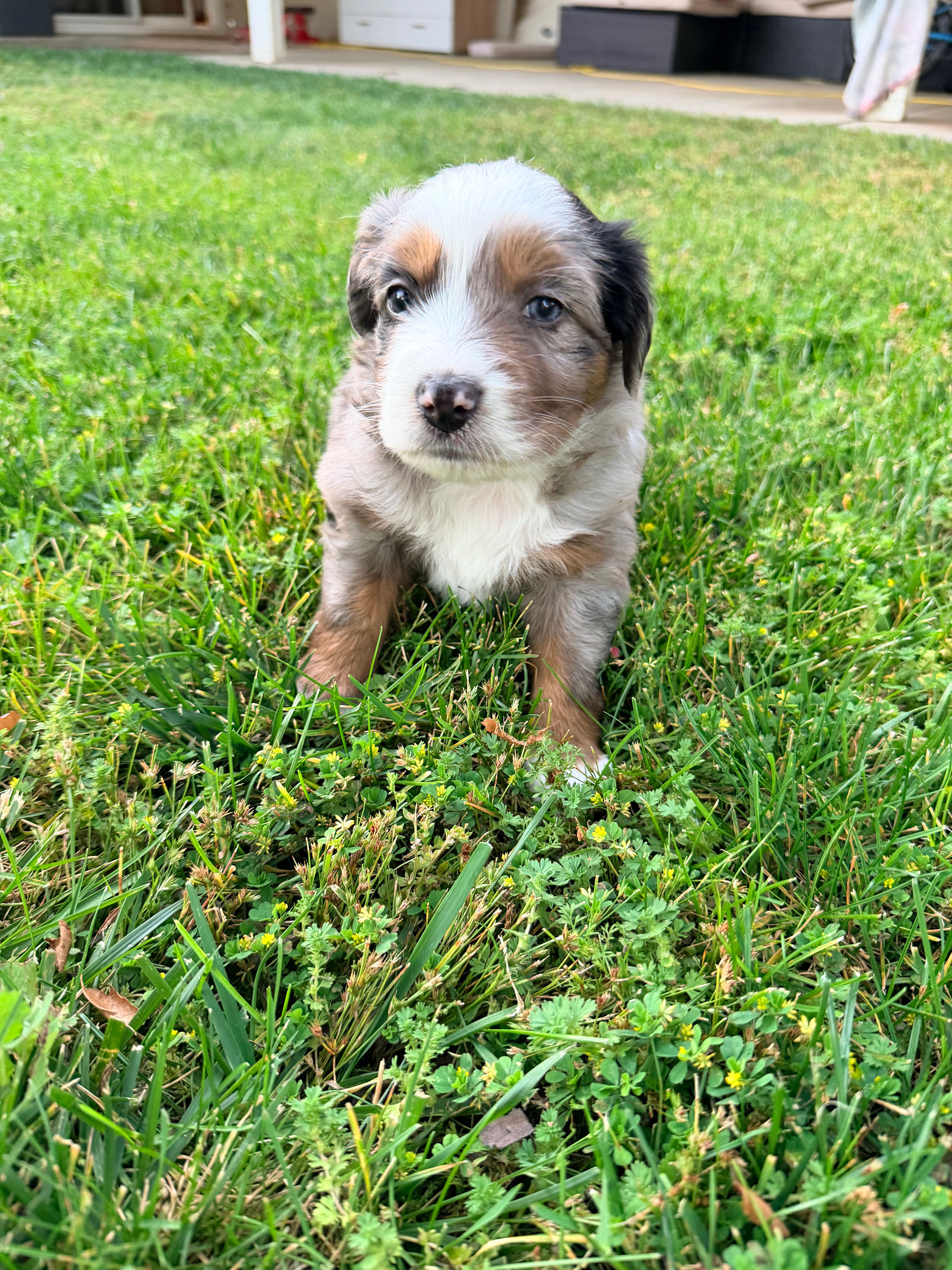 Bo  – Australian Shepherd puppy for sale in Clovis, CA