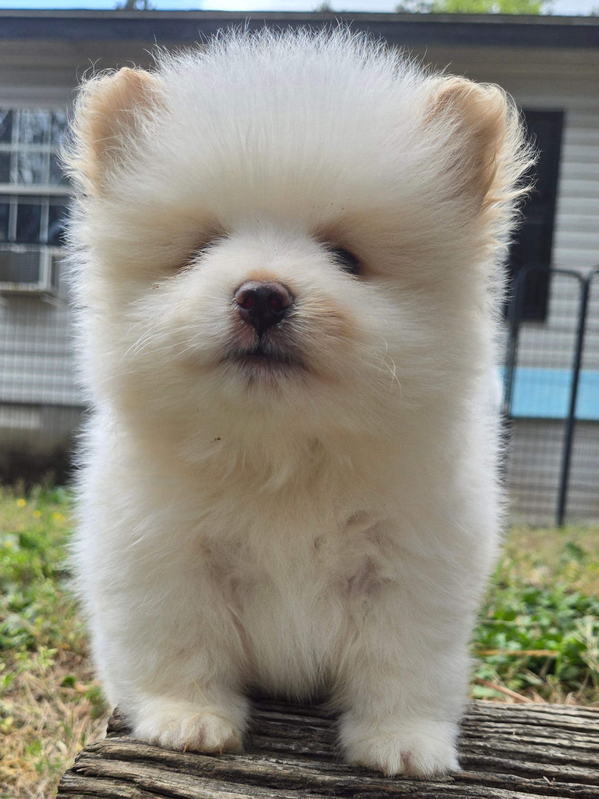 Ghost  – Pomeranian puppy for sale in Comer, GA