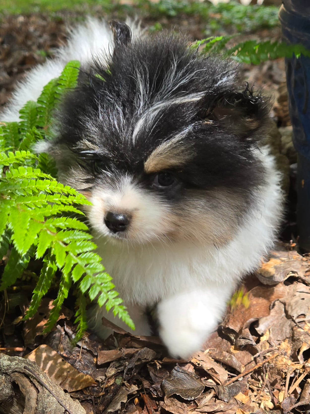 Sammy  – Pomeranian puppy for sale in Comer, GA