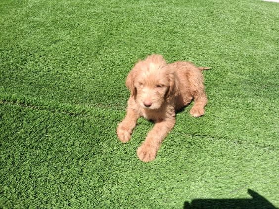 Willow  – Labradoodle puppy for sale in Fleming Island, FL