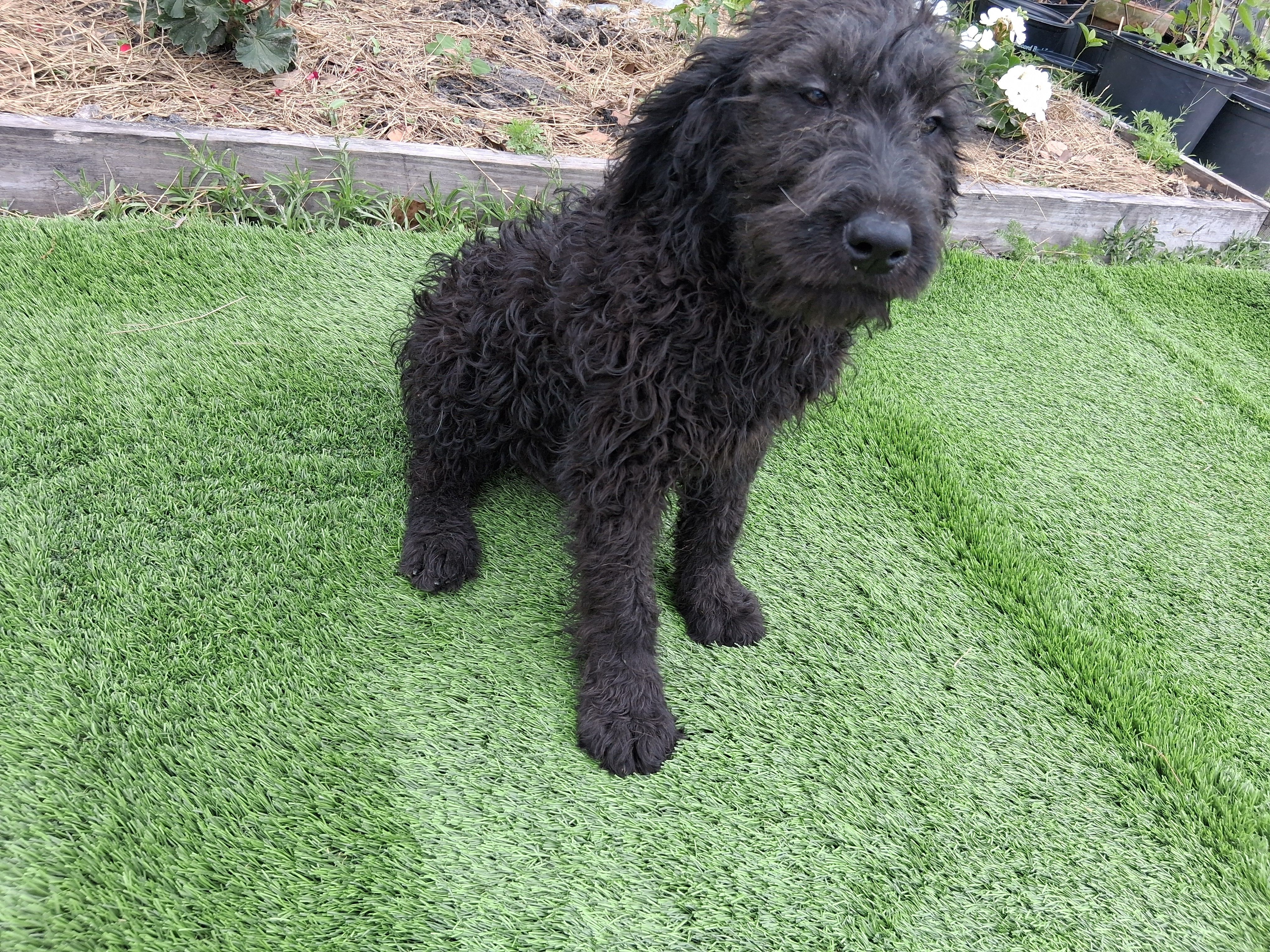 James, a male Labradoodle for sale in Fleming Island, FL – 2 of 2