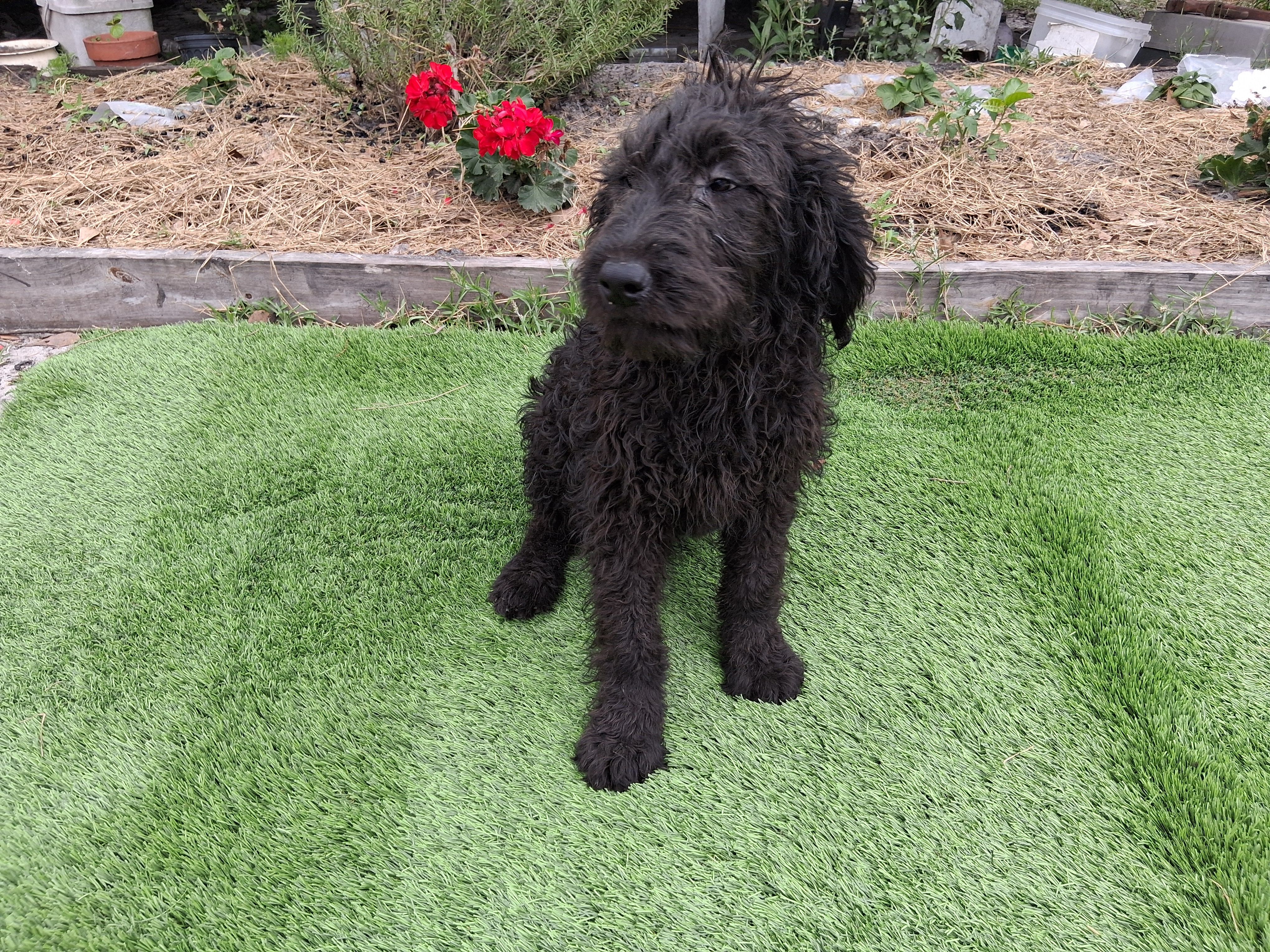 James – Labradoodle puppy for sale in Fleming Island, FL