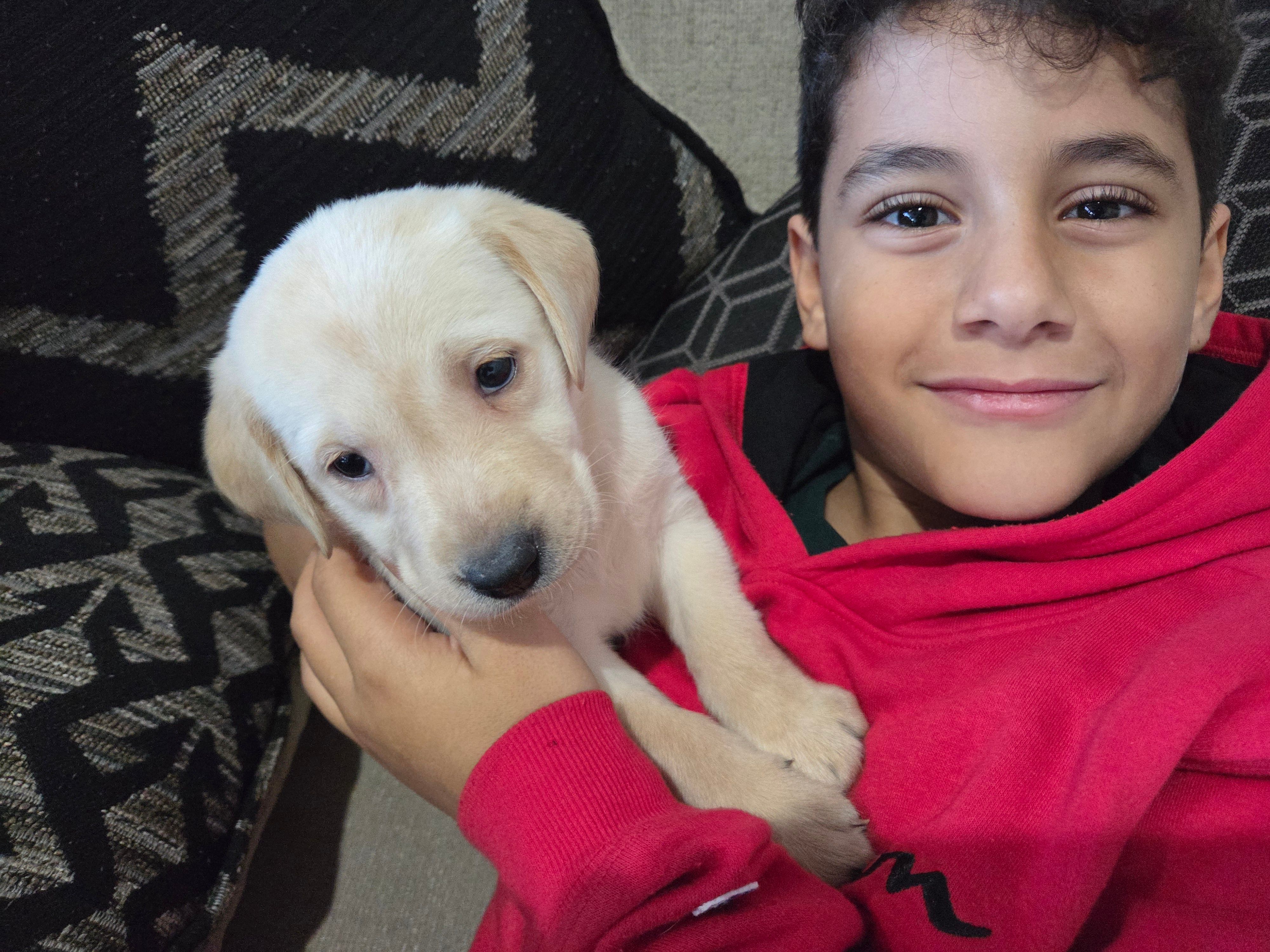 dalas – Labrador Retriever puppy for sale in Fleming Island, FL