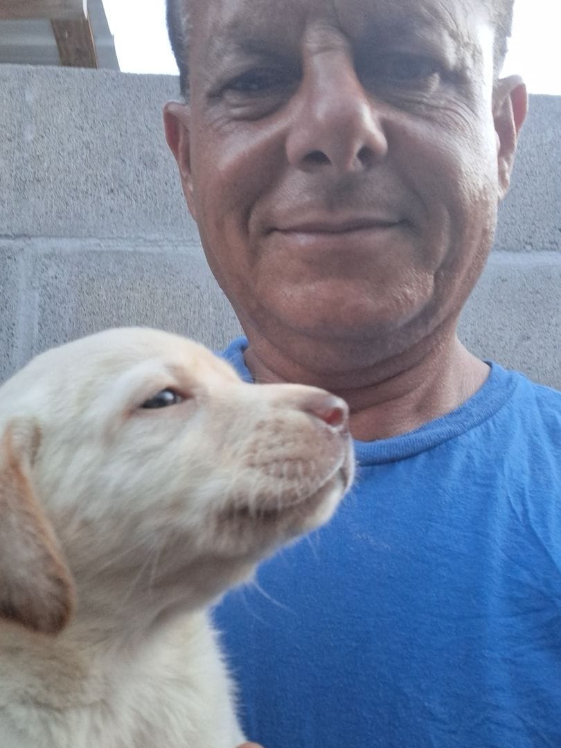 dallas, a  Labrador Retriever for sale in Fleming Island, FL – Photo 1 of 1