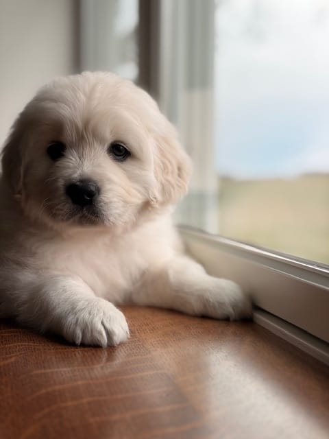 Maisy Jo – English Cream Golden Retriever puppy for sale in Versailles, OH