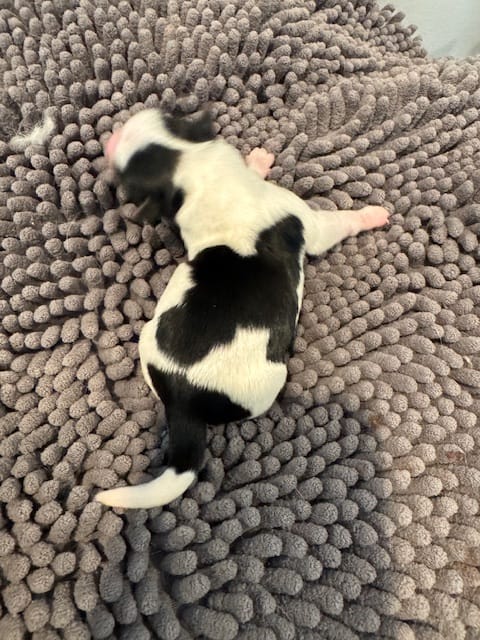 Coco-CKC Registered-Reserve Me – Yorkshire Terrier, Morkie puppy for sale in Cullman, AL