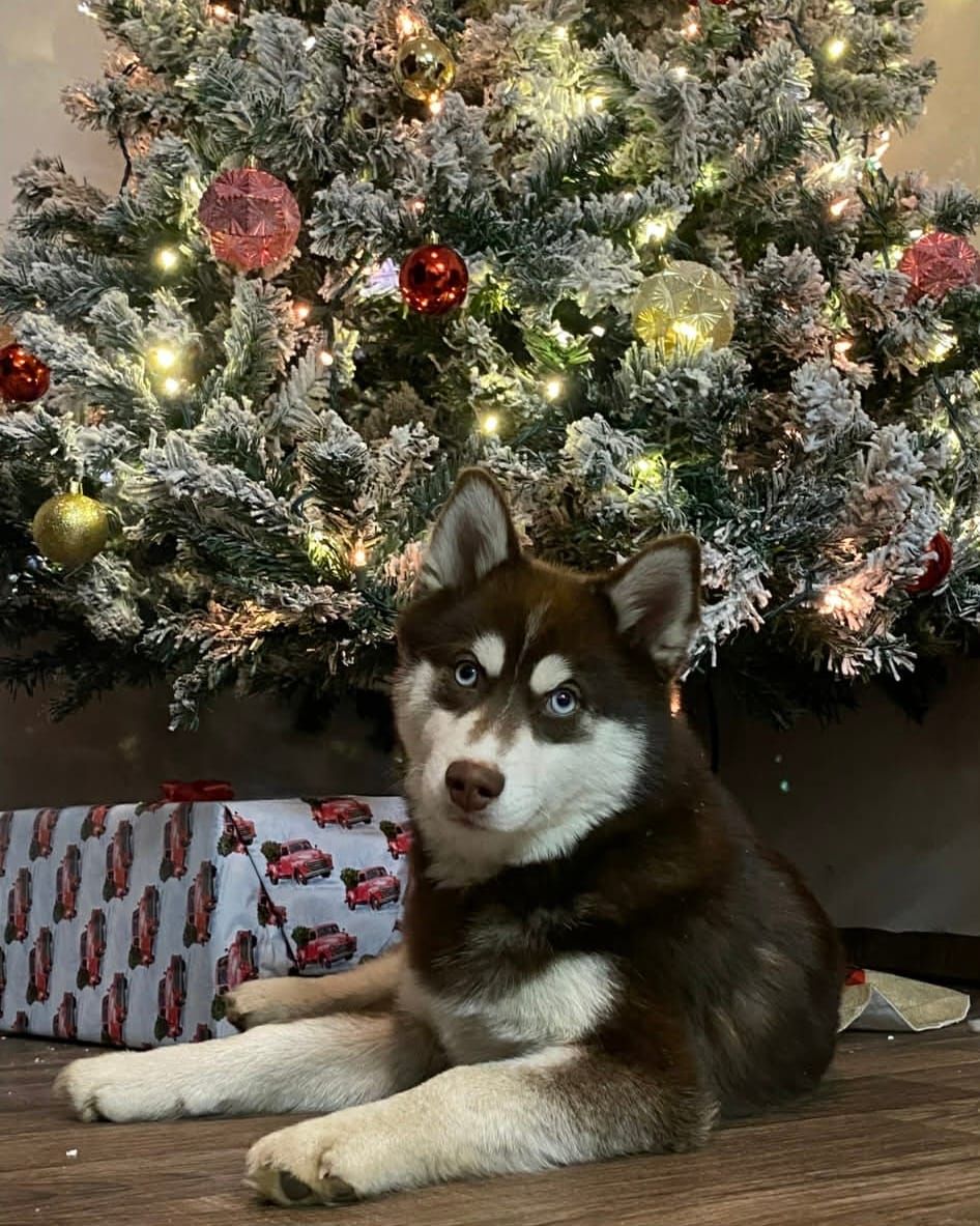 Mushu – Pomsky puppy for sale in Pleasant Lake, MI