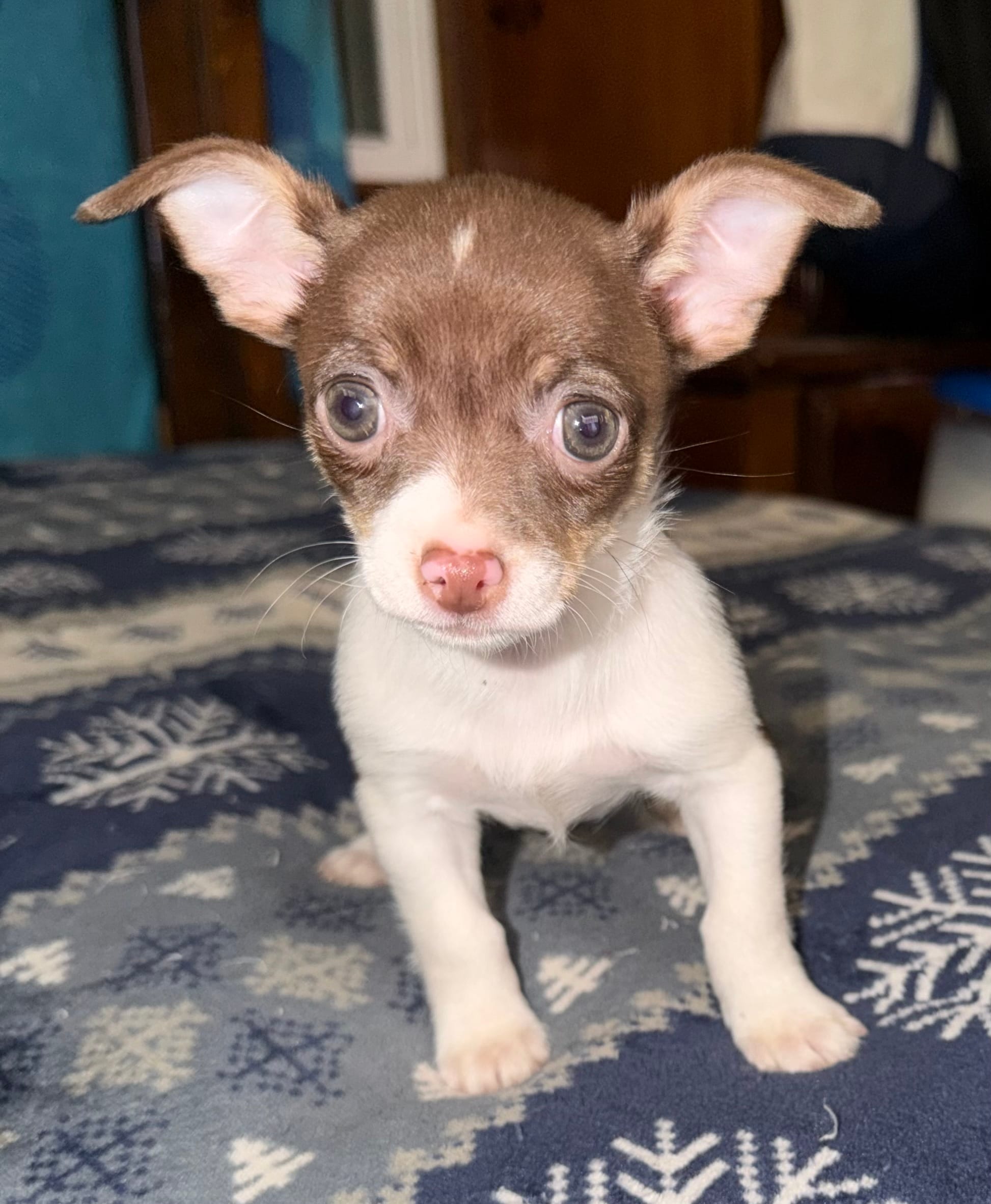 STAR chocolate & white female chihuahua puppy – Chihuahua puppy for sale in Benton Harbor, MI