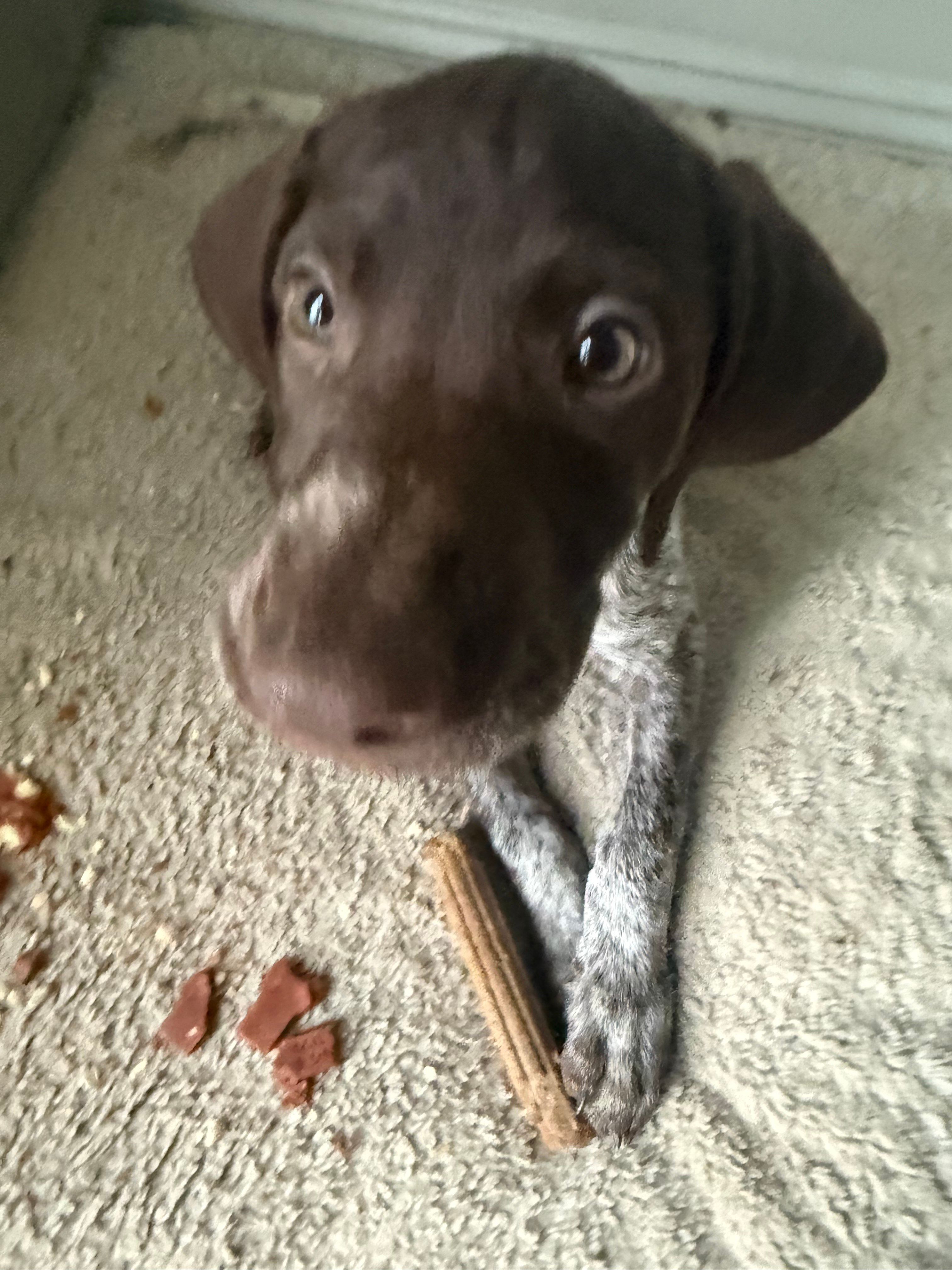 Lucy – German Shorthaired Pointer puppy for sale in Philadelphia, PA