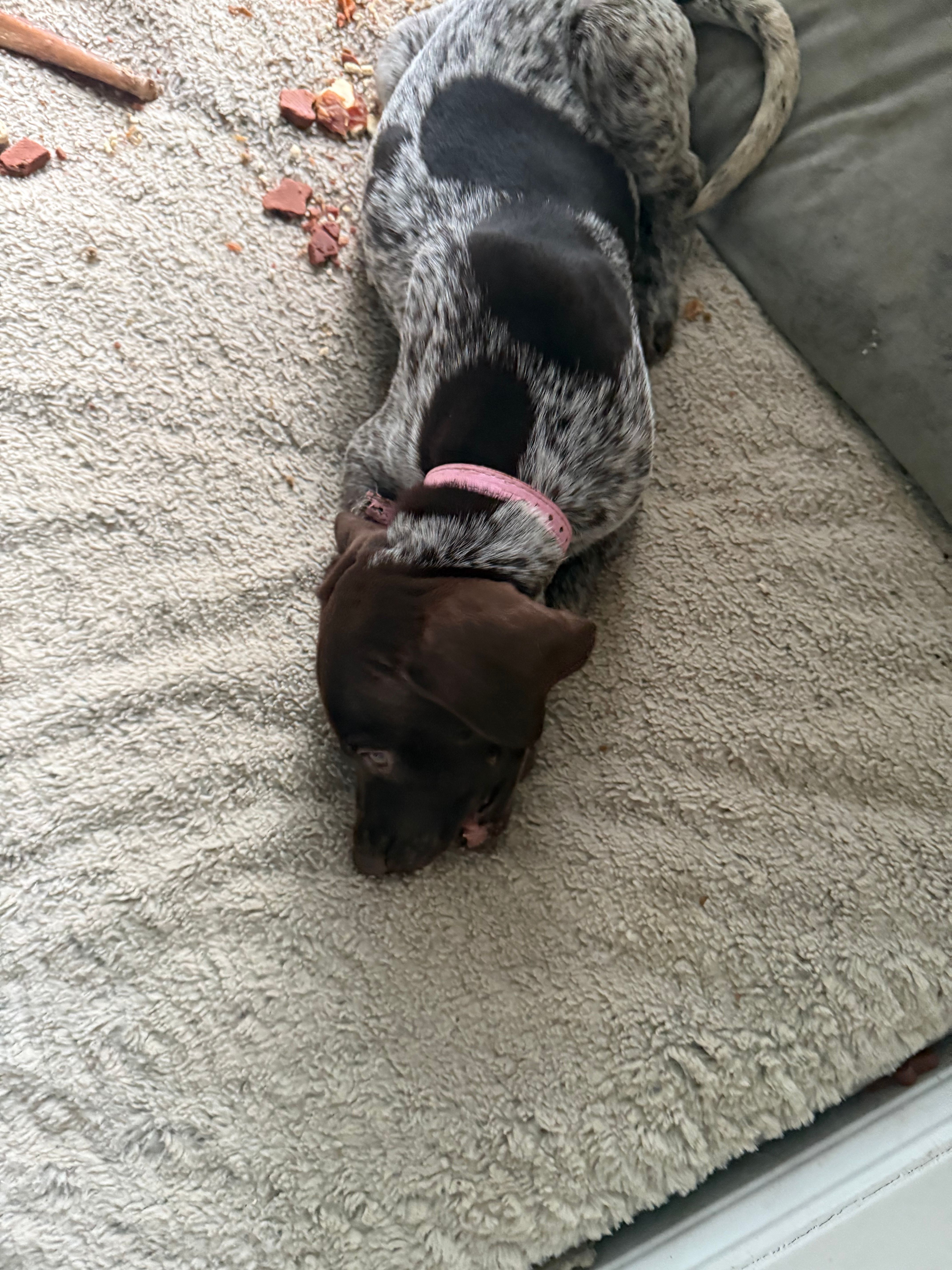 Lucy, a female German Shorthaired Pointer for sale in Philadelphia, PA – 9 of 10