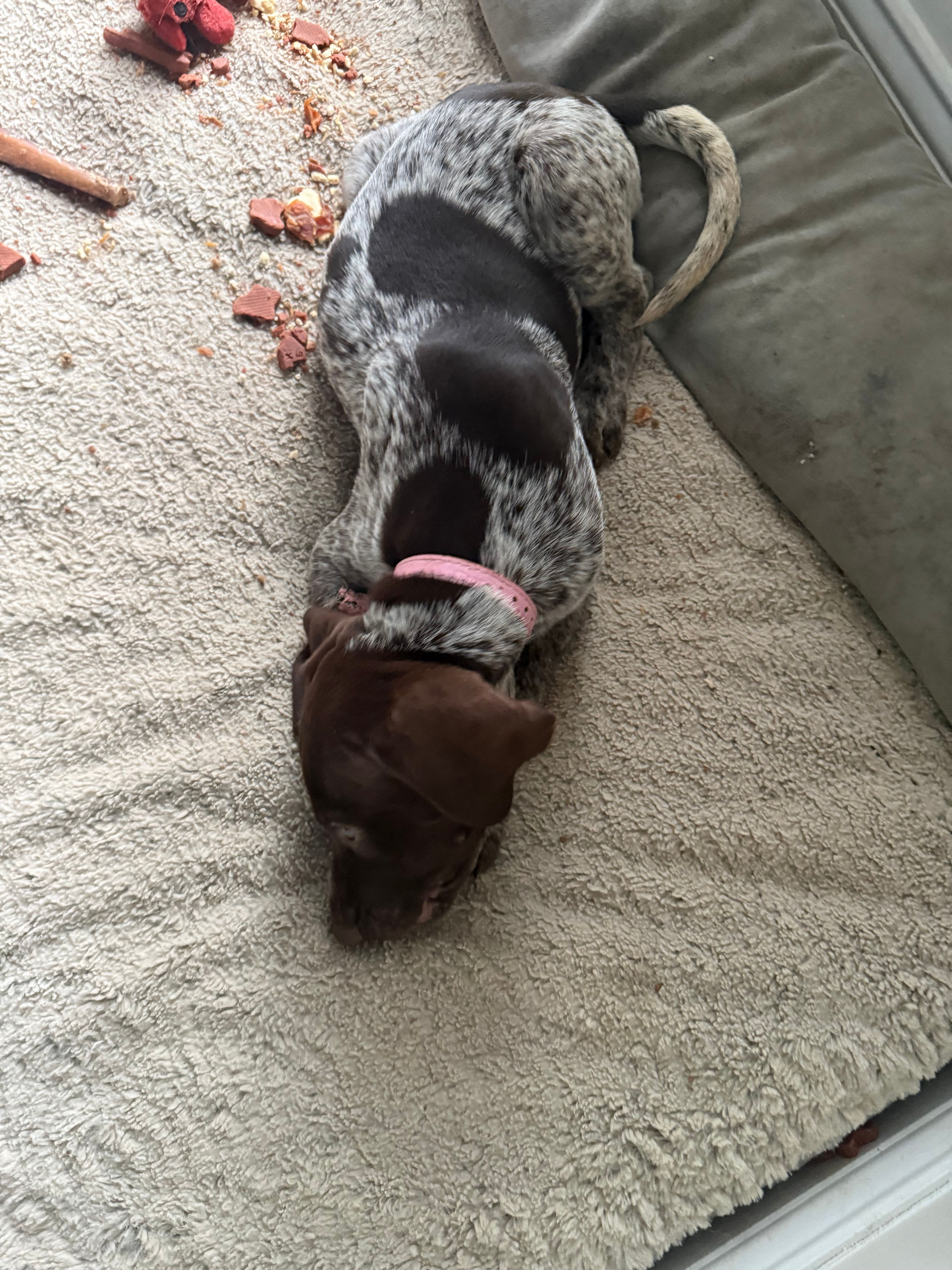 Lucy, a female German Shorthaired Pointer for sale in Philadelphia, PA – 2 of 10
