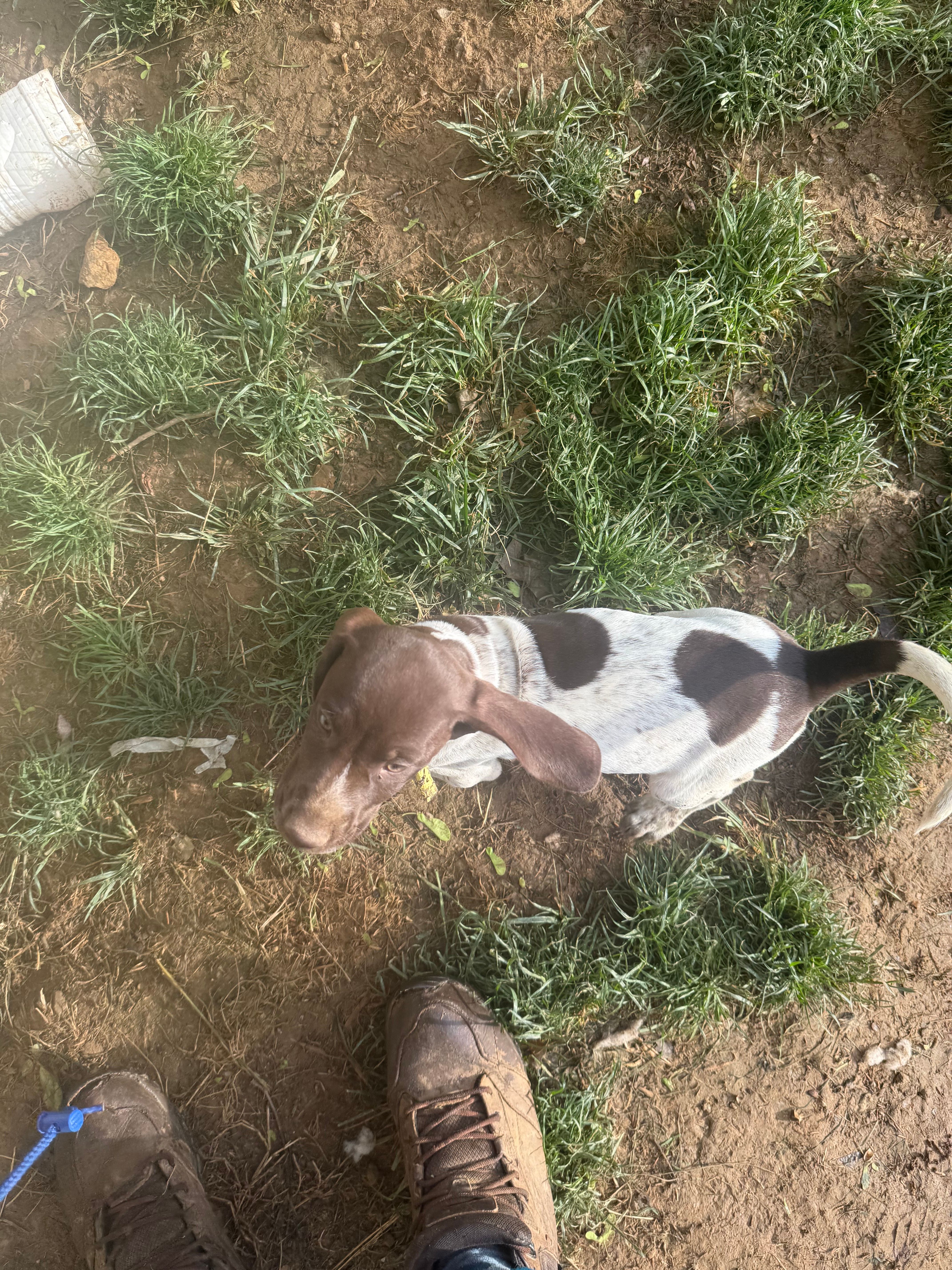 Erica, a female German Shorthaired Pointer for sale in Philadelphia, PA – 6 of 7