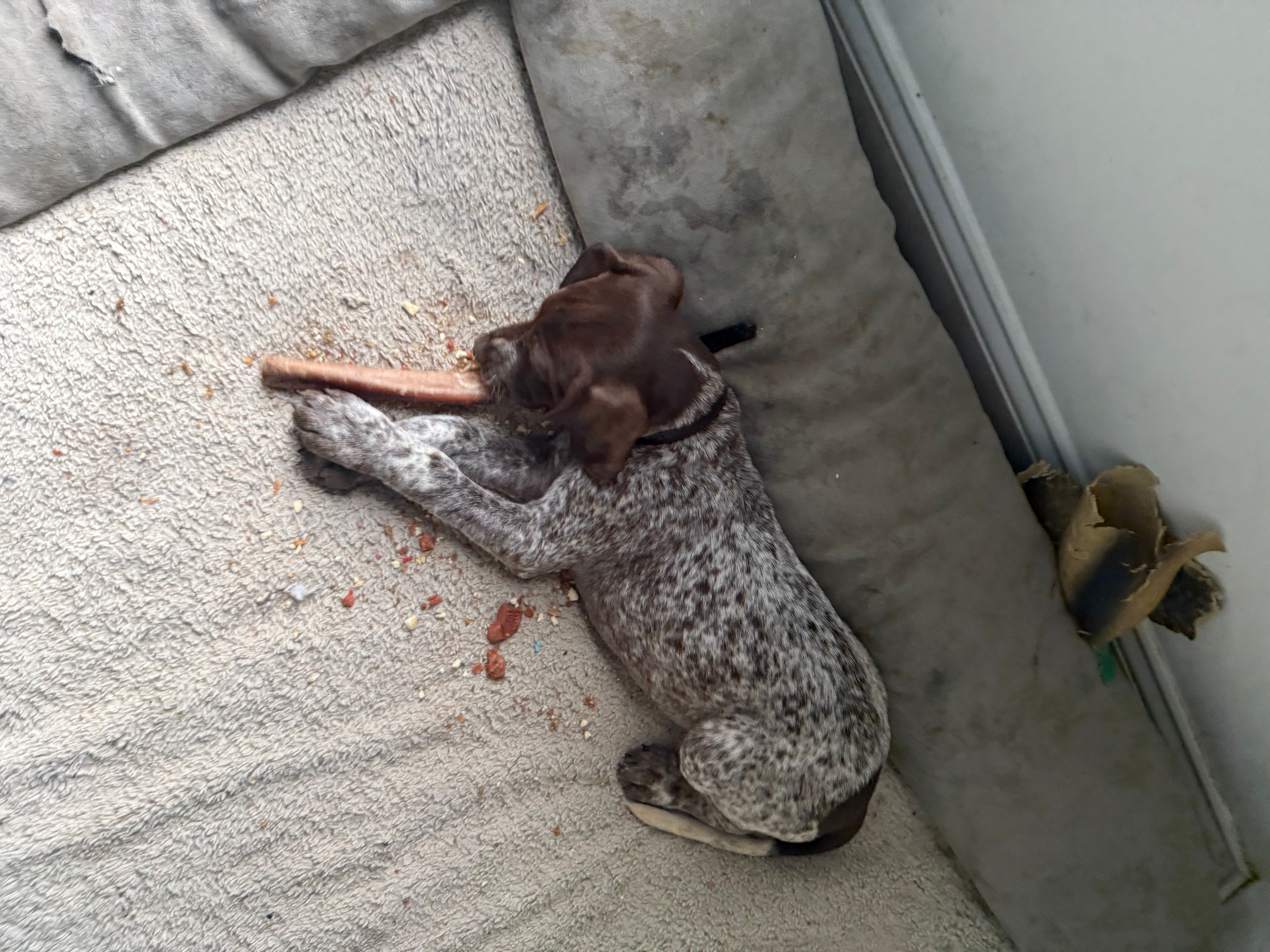 Ann, a female German Shorthaired Pointer for sale in Philadelphia, PA – 3 of 8