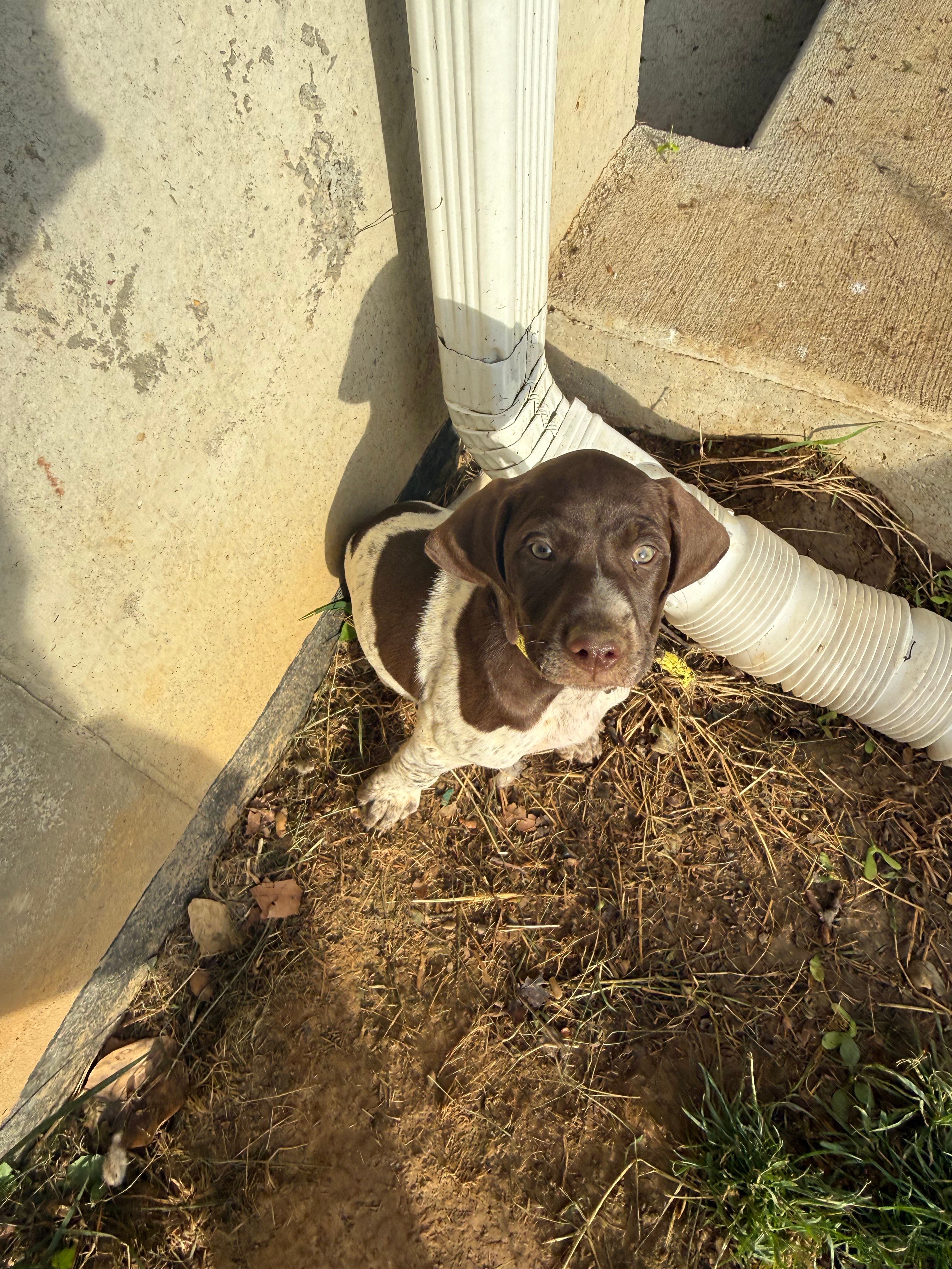 Erica, a female German Shorthaired Pointer for sale in Philadelphia, PA – 3 of 7