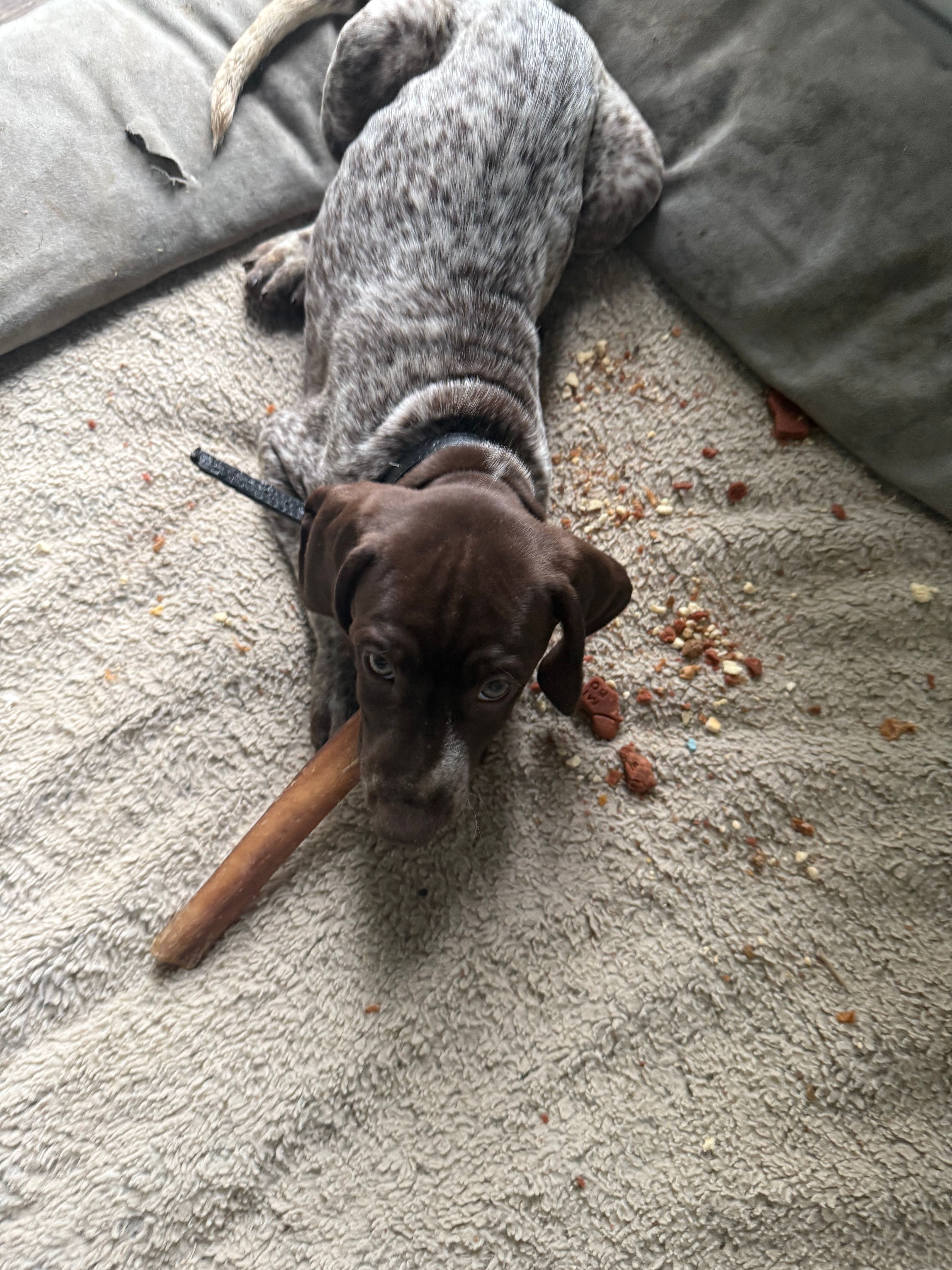 Ann, a female German Shorthaired Pointer for sale in Philadelphia, PA – 2 of 8