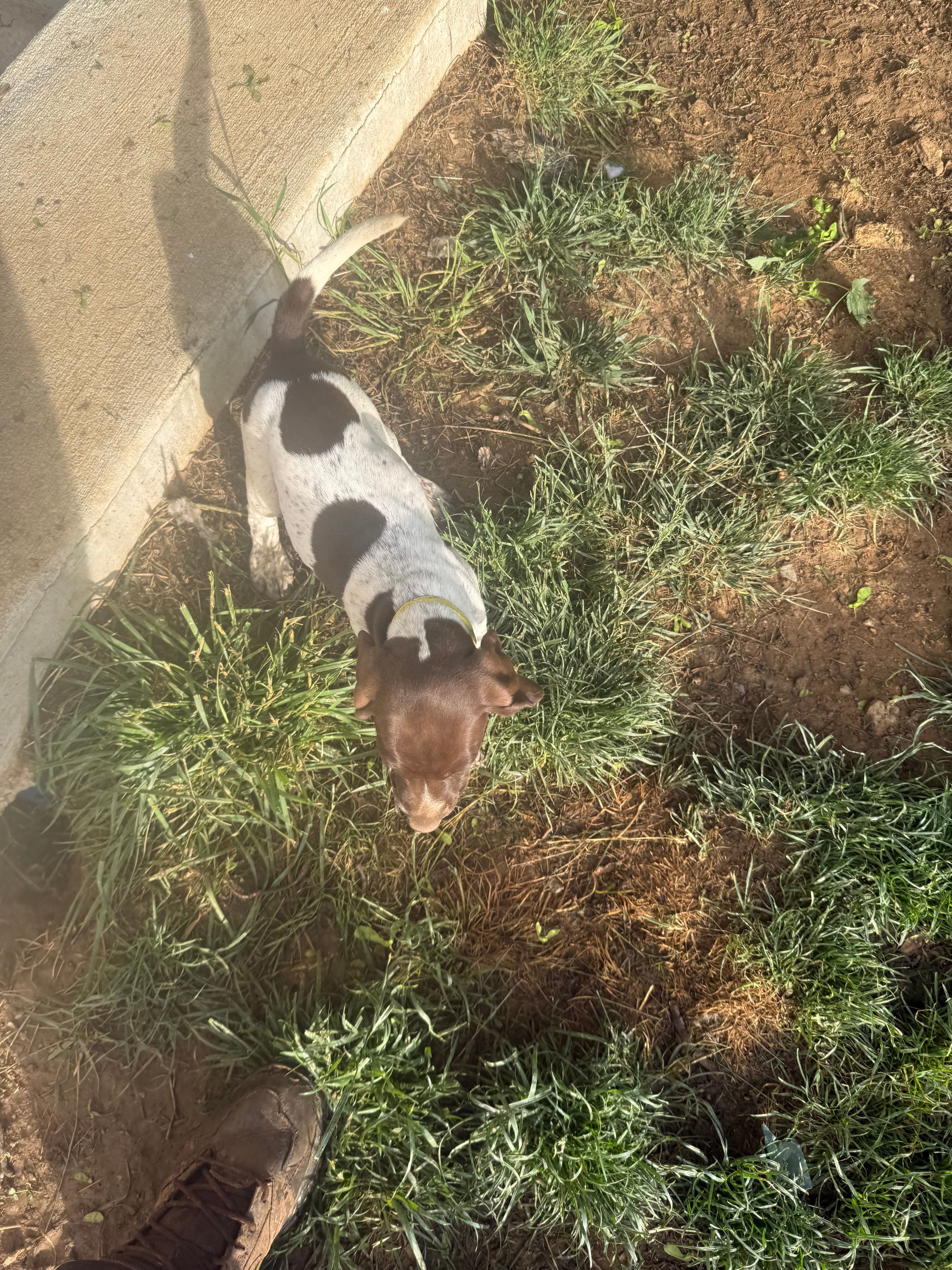 Erica, a female German Shorthaired Pointer for sale in Philadelphia, PA – 7 of 7