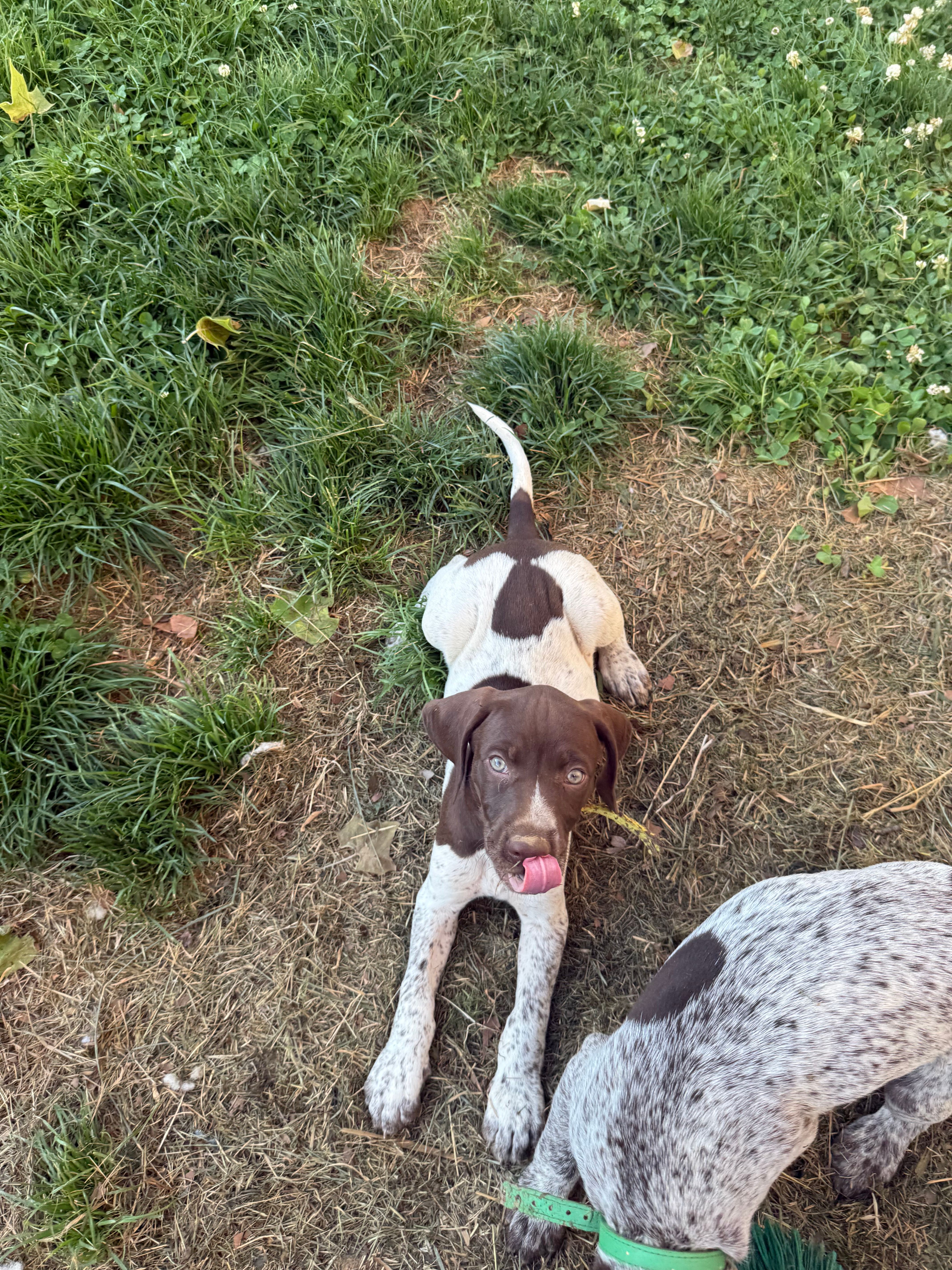 Iva – German Shorthaired Pointer puppy for sale in Philadelphia, PA