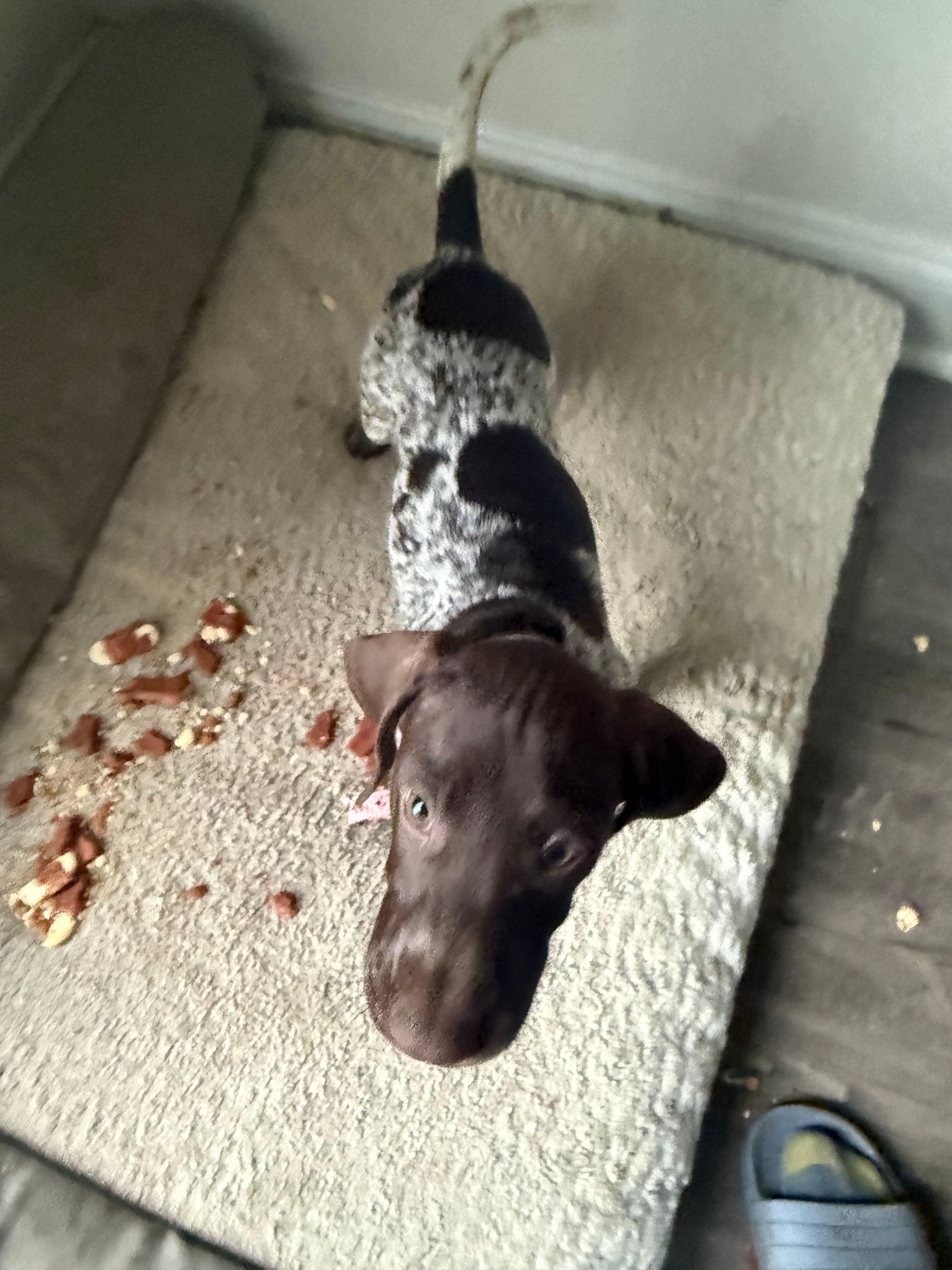 Lucy, a female German Shorthaired Pointer for sale in Philadelphia, PA – 4 of 10