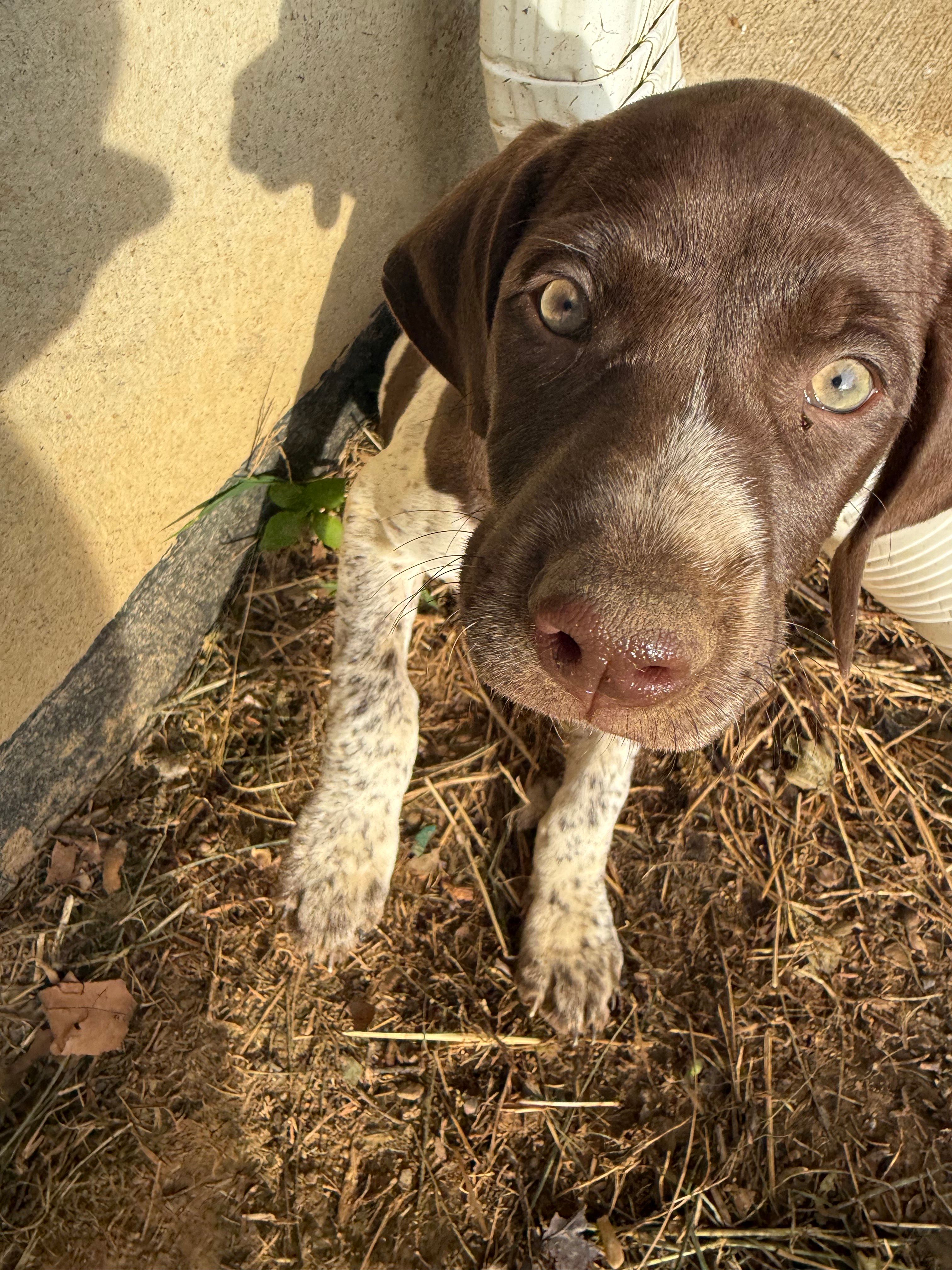 Erica, a female German Shorthaired Pointer for sale in Philadelphia, PA – 2 of 7