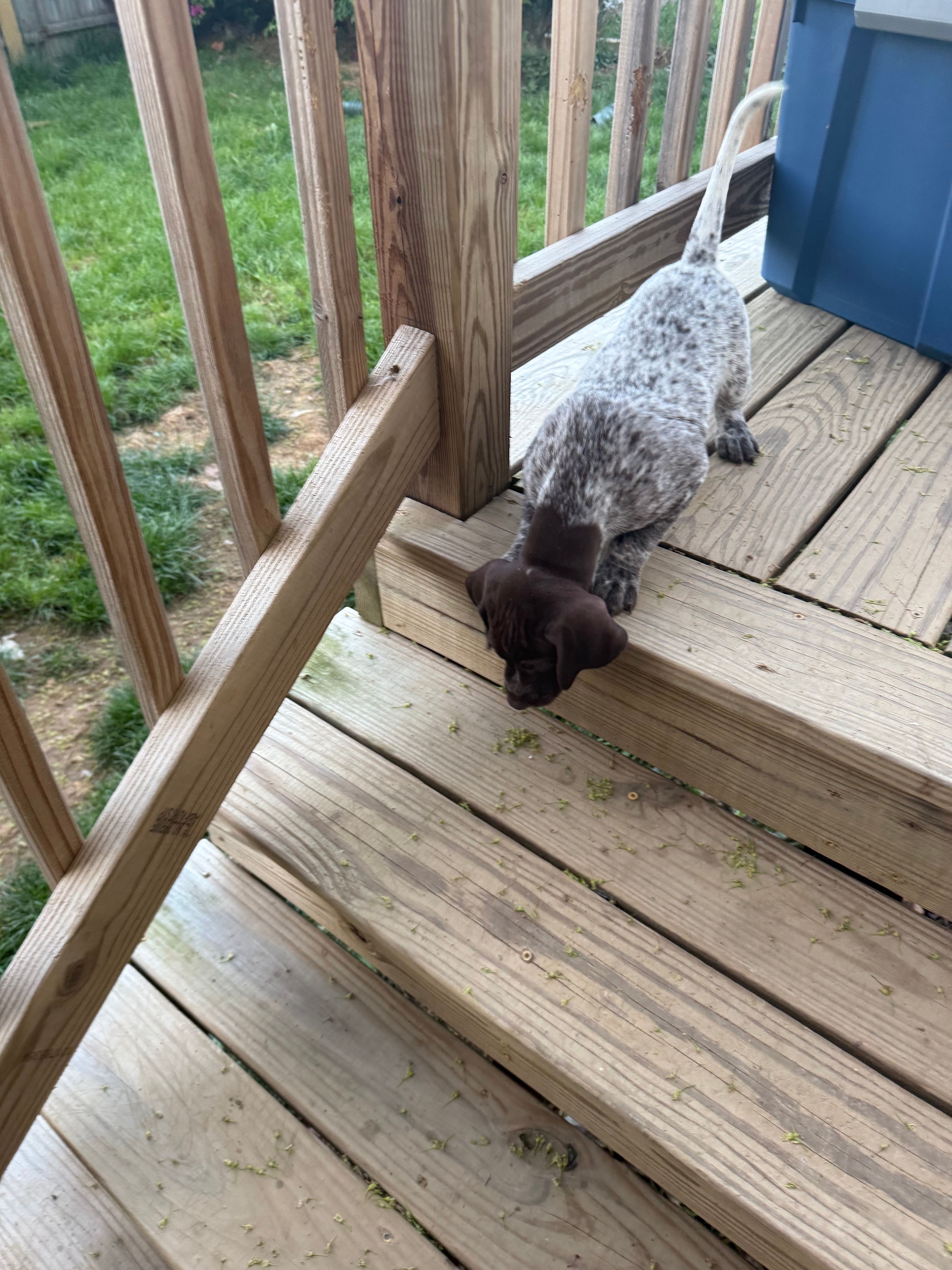 Victor, a male German Shorthaired Pointer for sale in Philadelphia, PA – 3 of 7