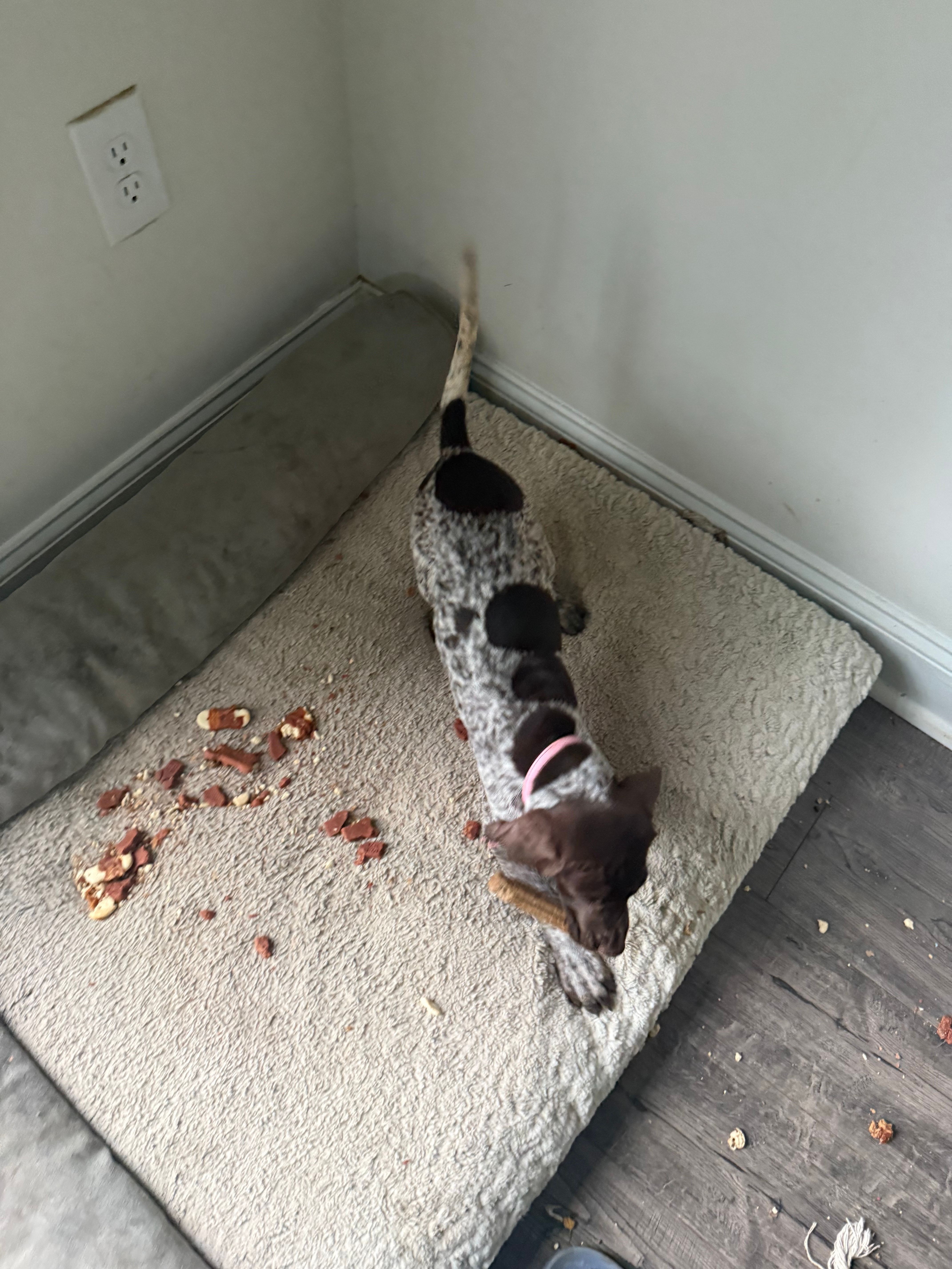 Lucy, a female German Shorthaired Pointer for sale in Philadelphia, PA – 6 of 10