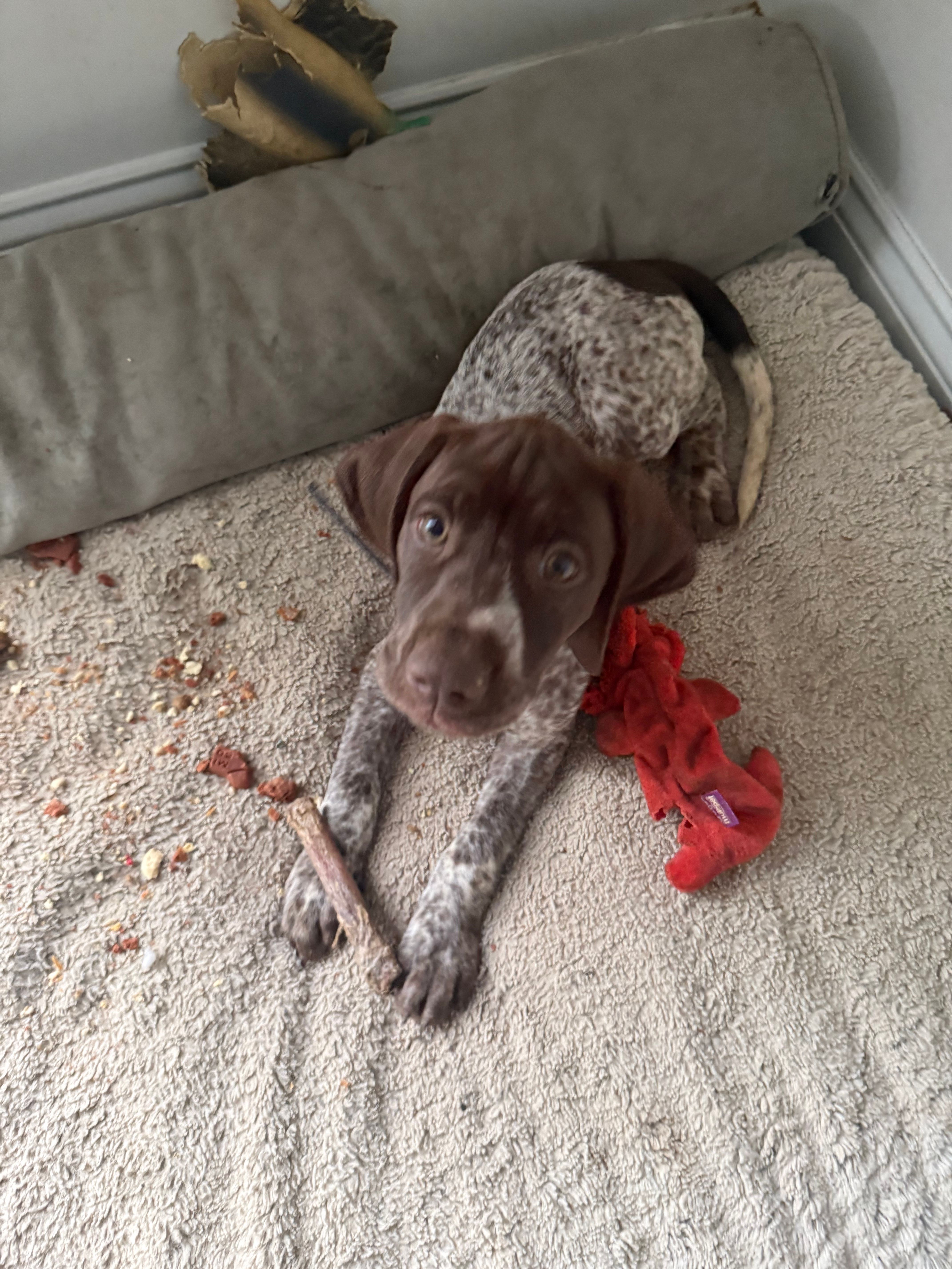 Ann – German Shorthaired Pointer puppy for sale in Philadelphia, PA