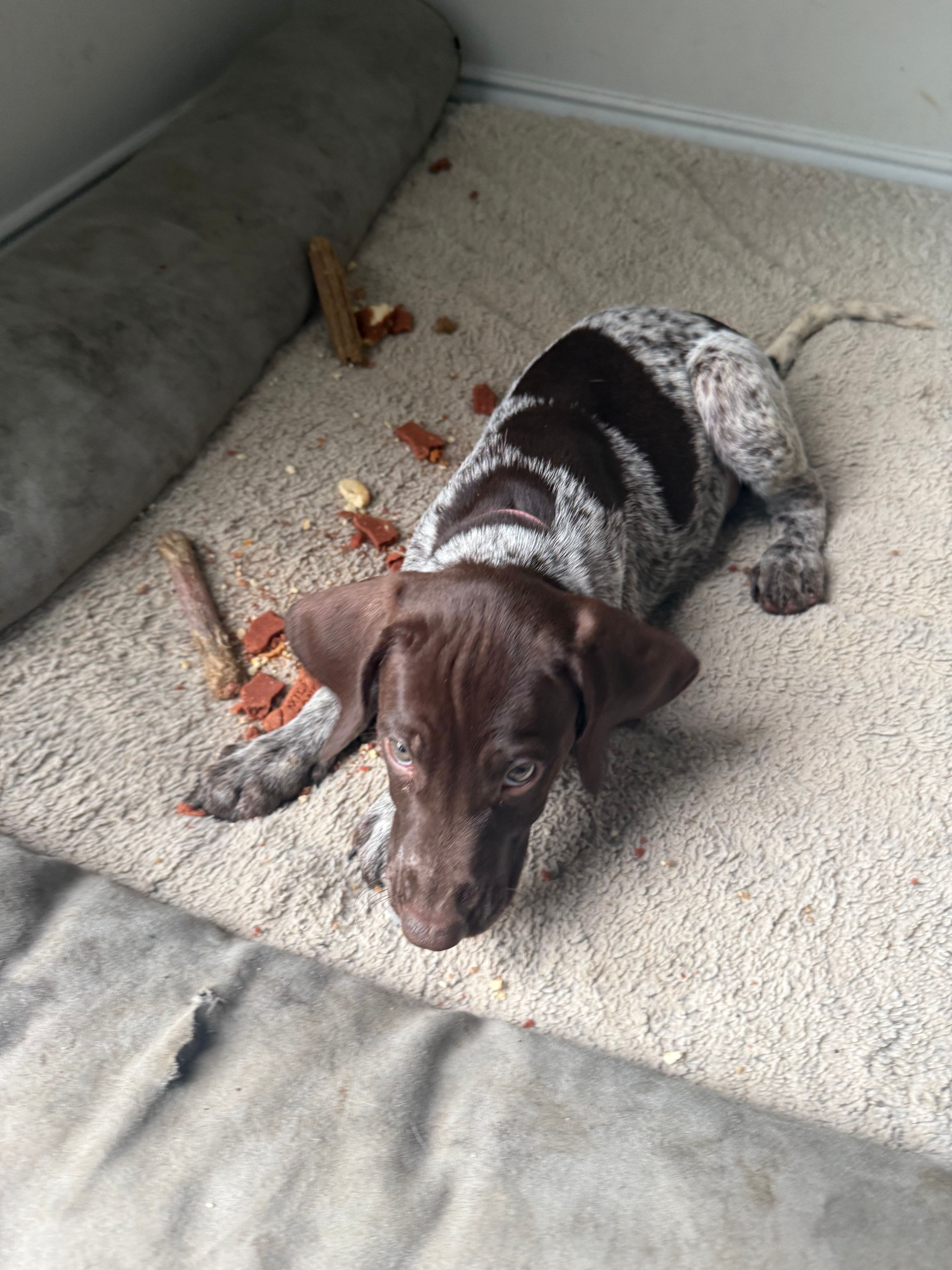 Lucy, a female German Shorthaired Pointer for sale in Philadelphia, PA – 3 of 10