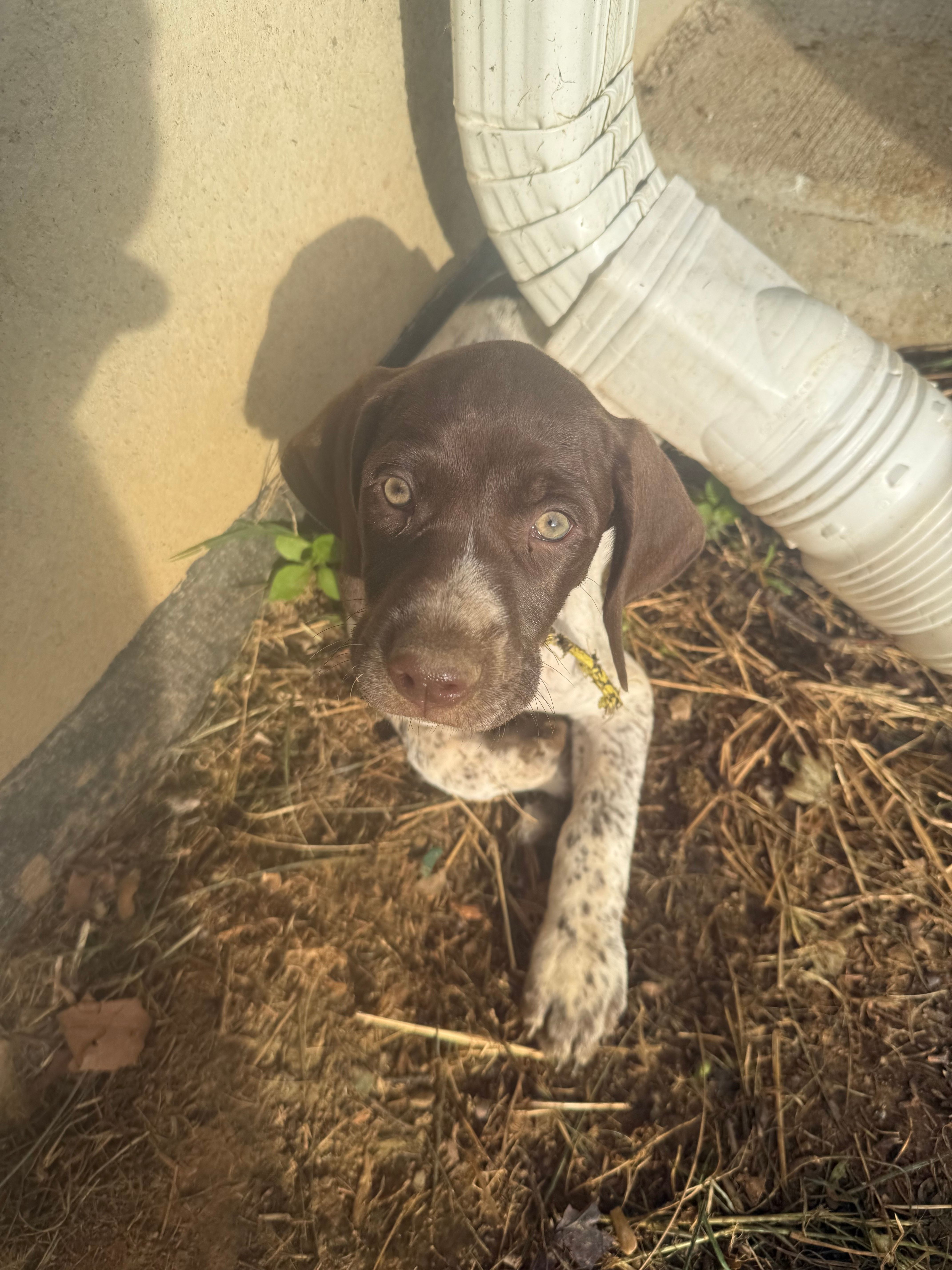 Erica – German Shorthaired Pointer puppy for sale in Philadelphia, PA