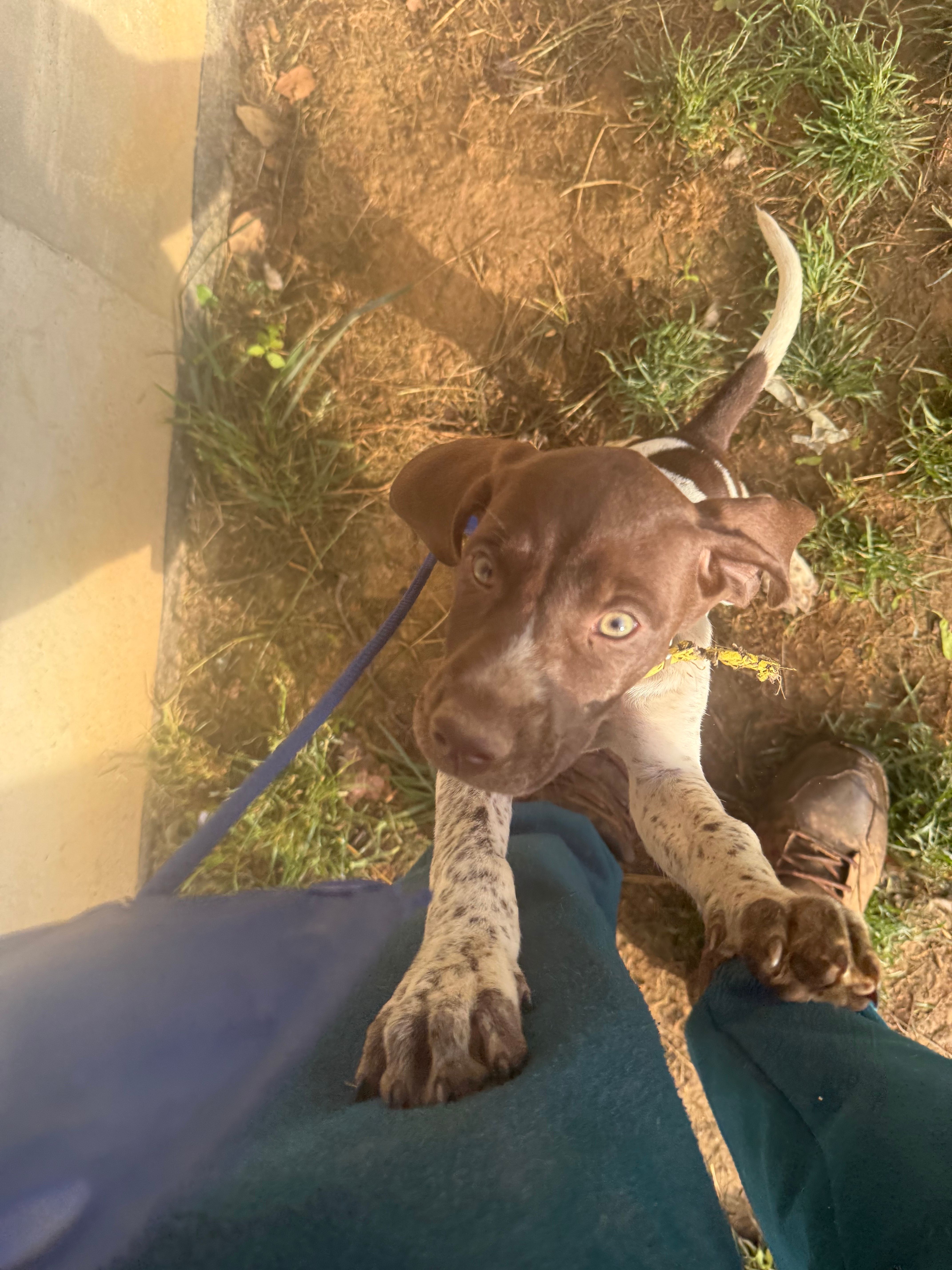 Erica, a female German Shorthaired Pointer for sale in Philadelphia, PA – 4 of 7