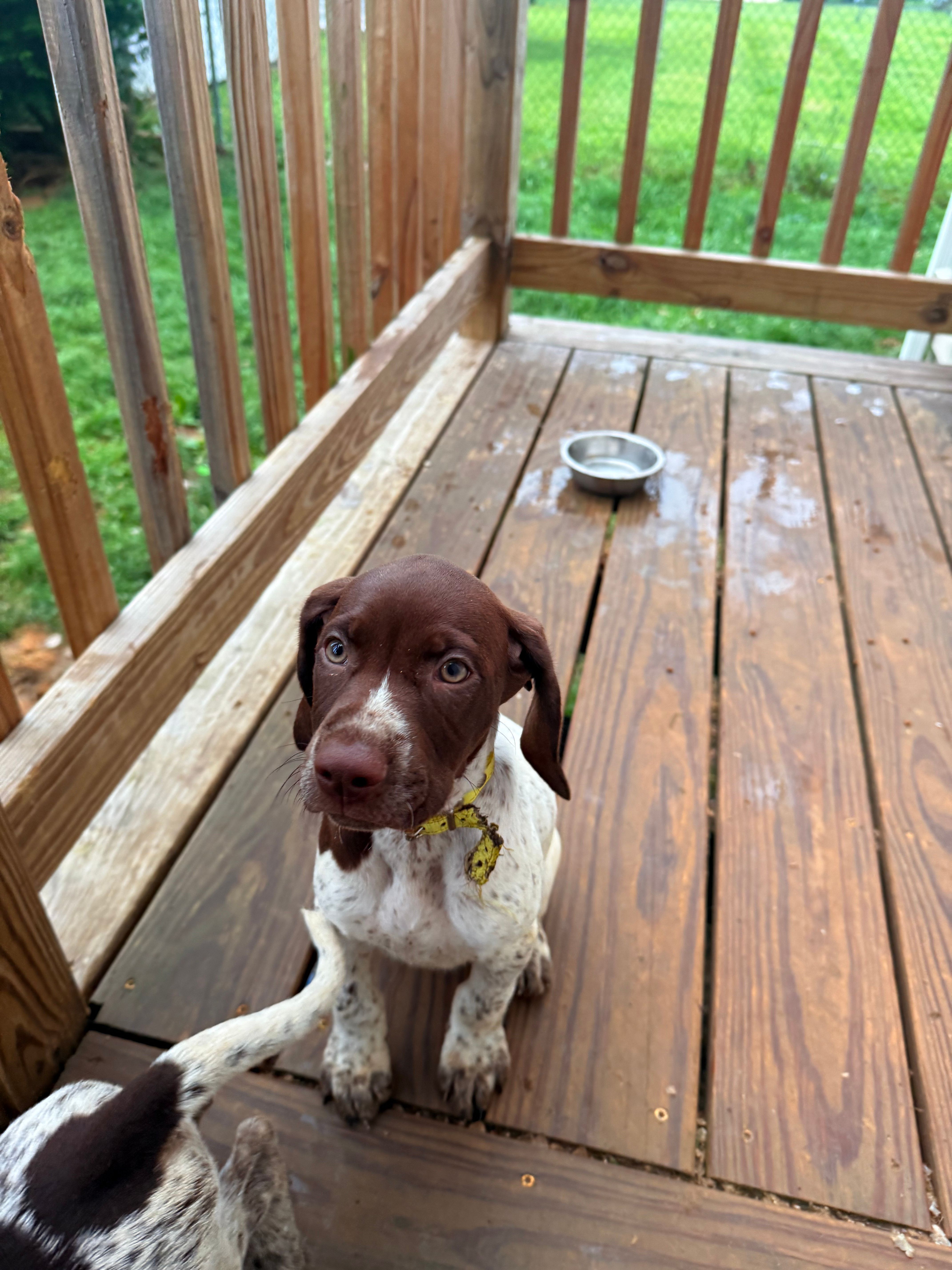 Iva – German Shorthaired Pointer puppy for sale in Philadelphia, PA
