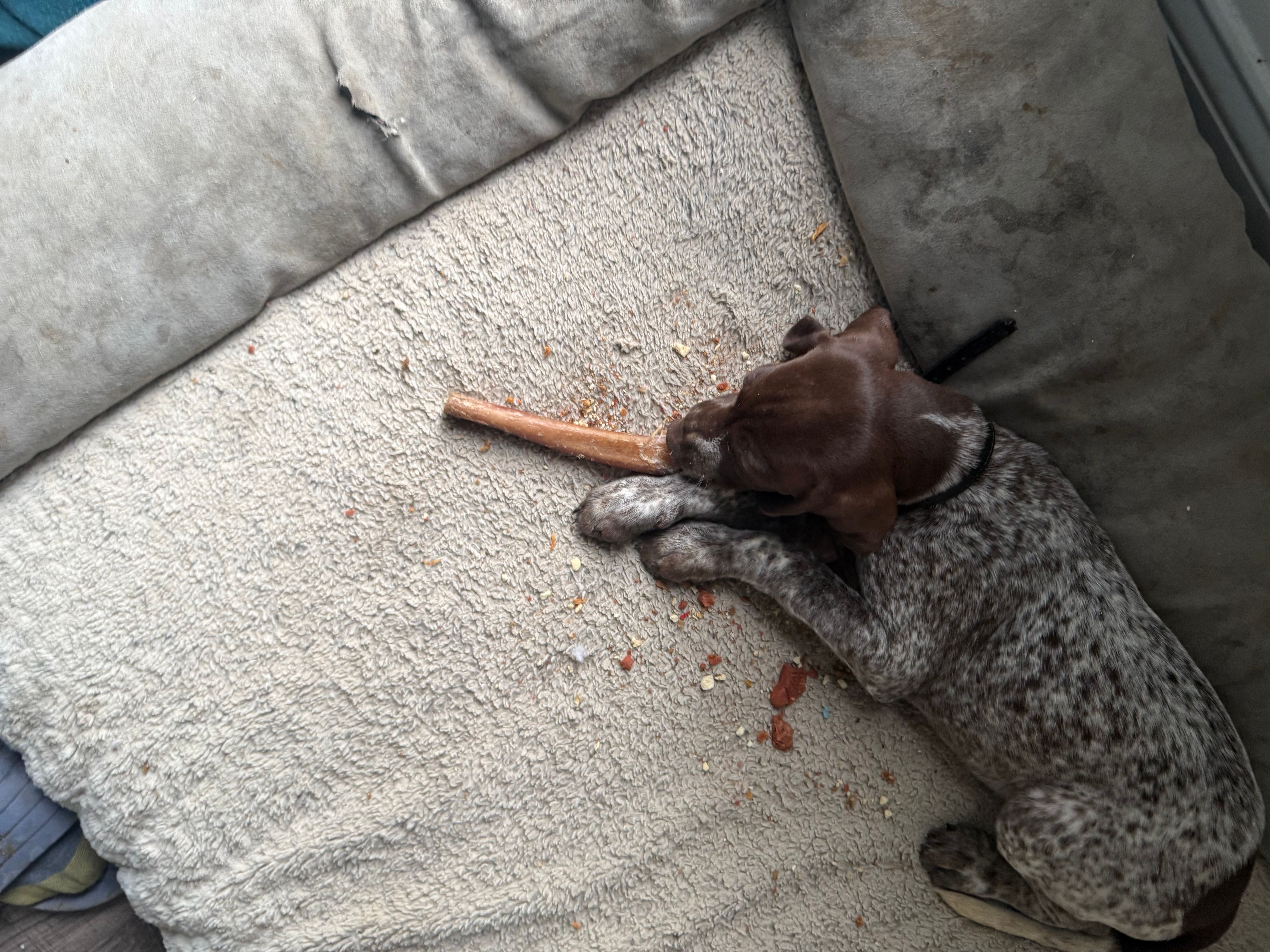 Ann, a female German Shorthaired Pointer for sale in Philadelphia, PA – 4 of 8