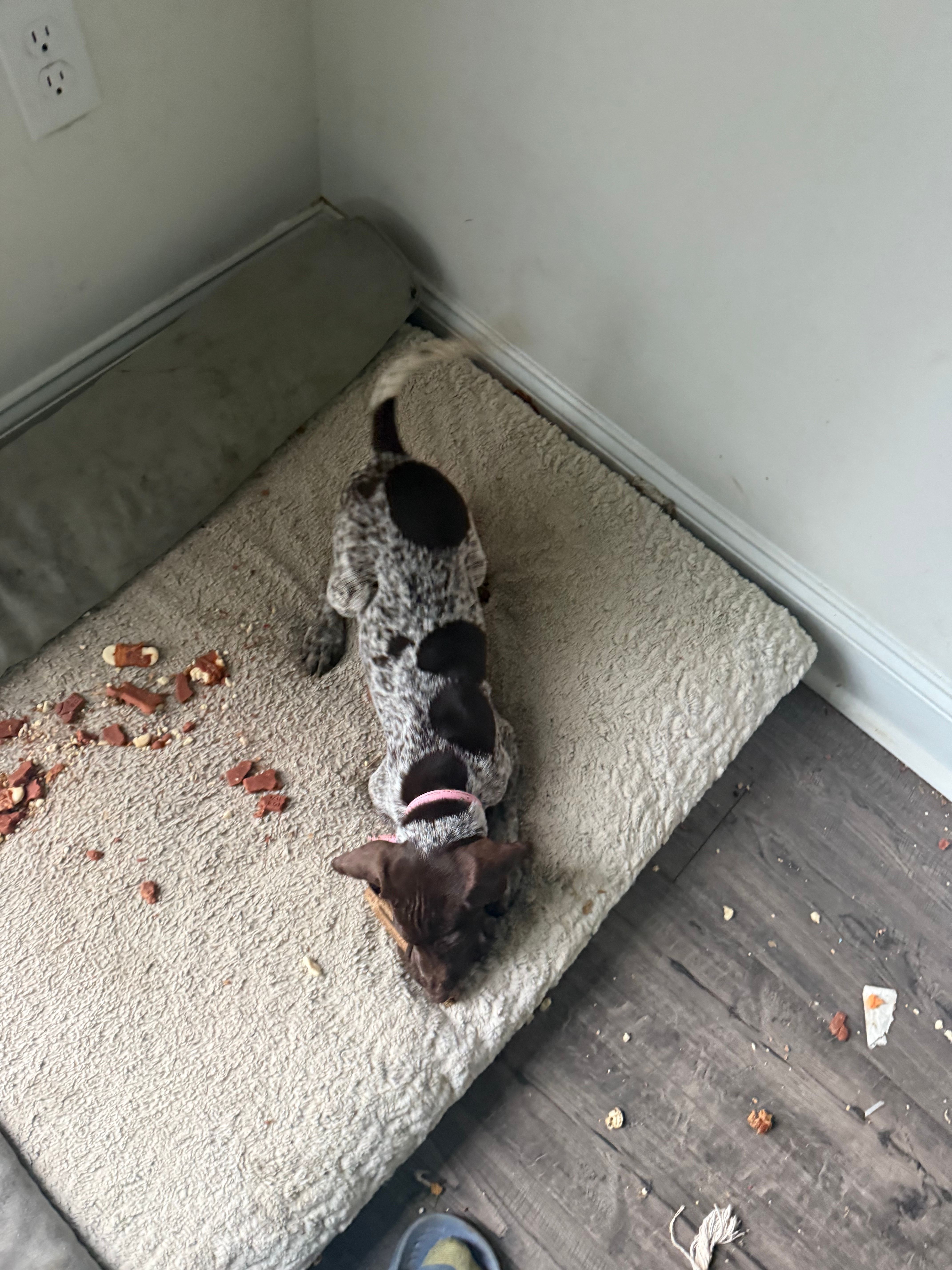 Lucy, a female German Shorthaired Pointer for sale in Philadelphia, PA – 5 of 10